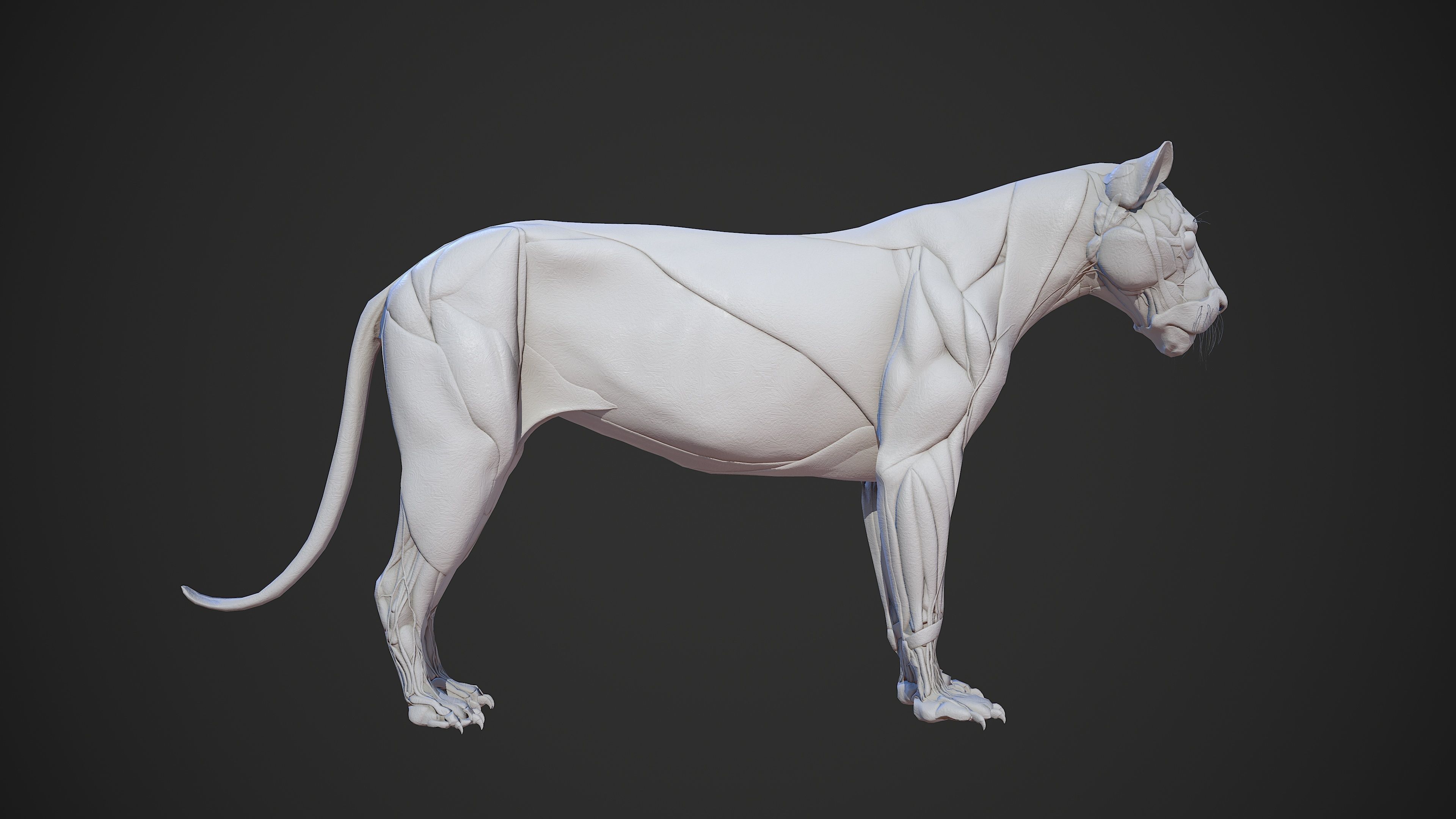 Animal - Lion Anatomy Skin Ecorche Body Base Low-poly 3D model_6