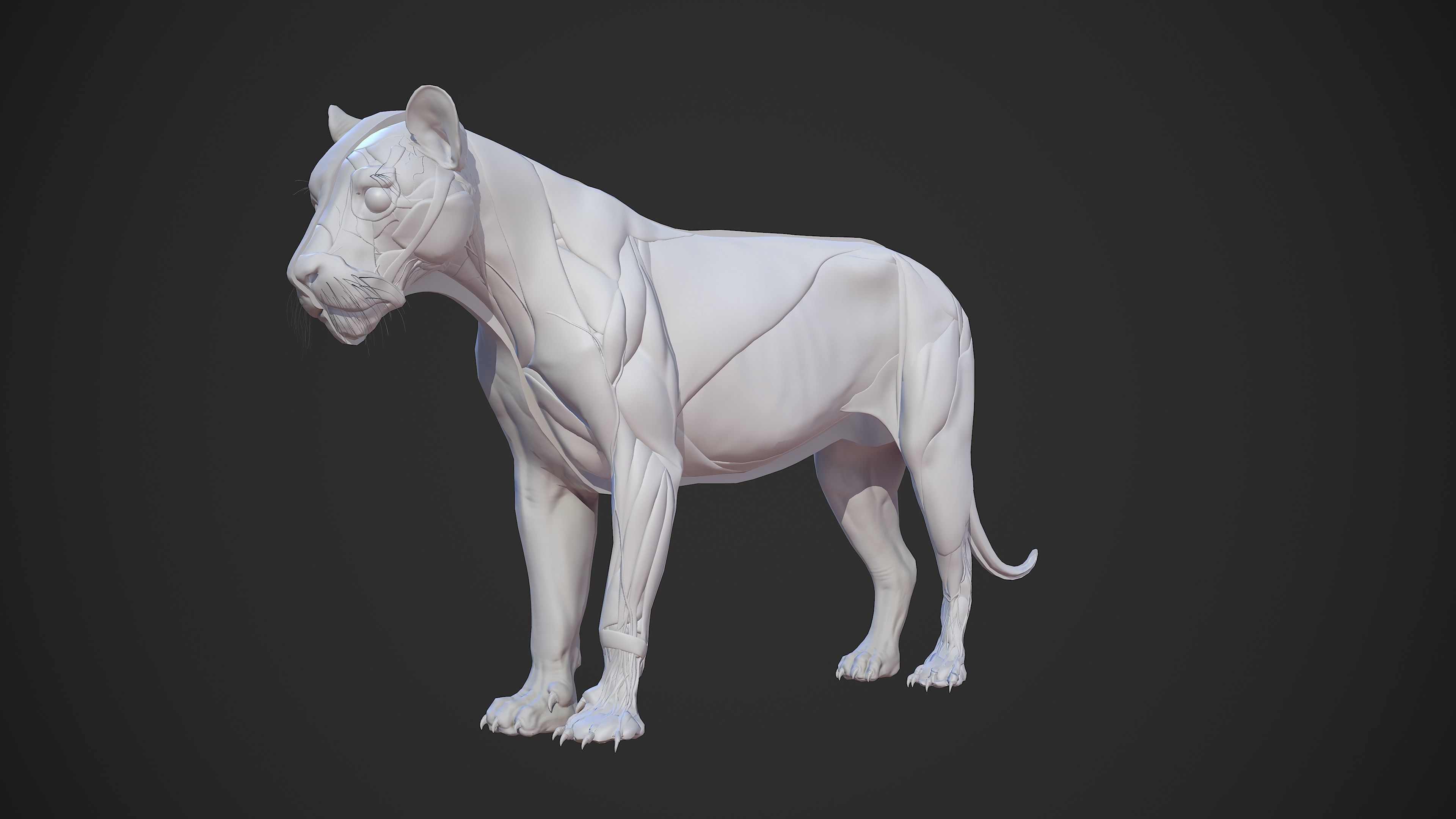Animal - Lion Anatomy Skin Ecorche Body Base Low-poly 3D model_27