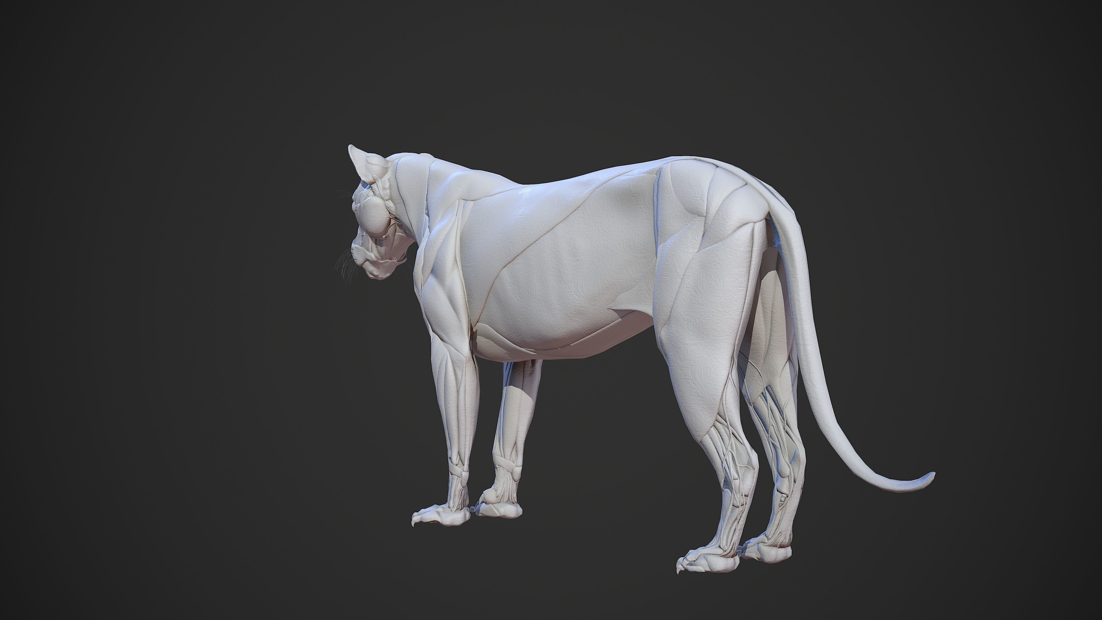 Animal - Lion Anatomy Skin Ecorche Body Base Low-poly 3D model_9