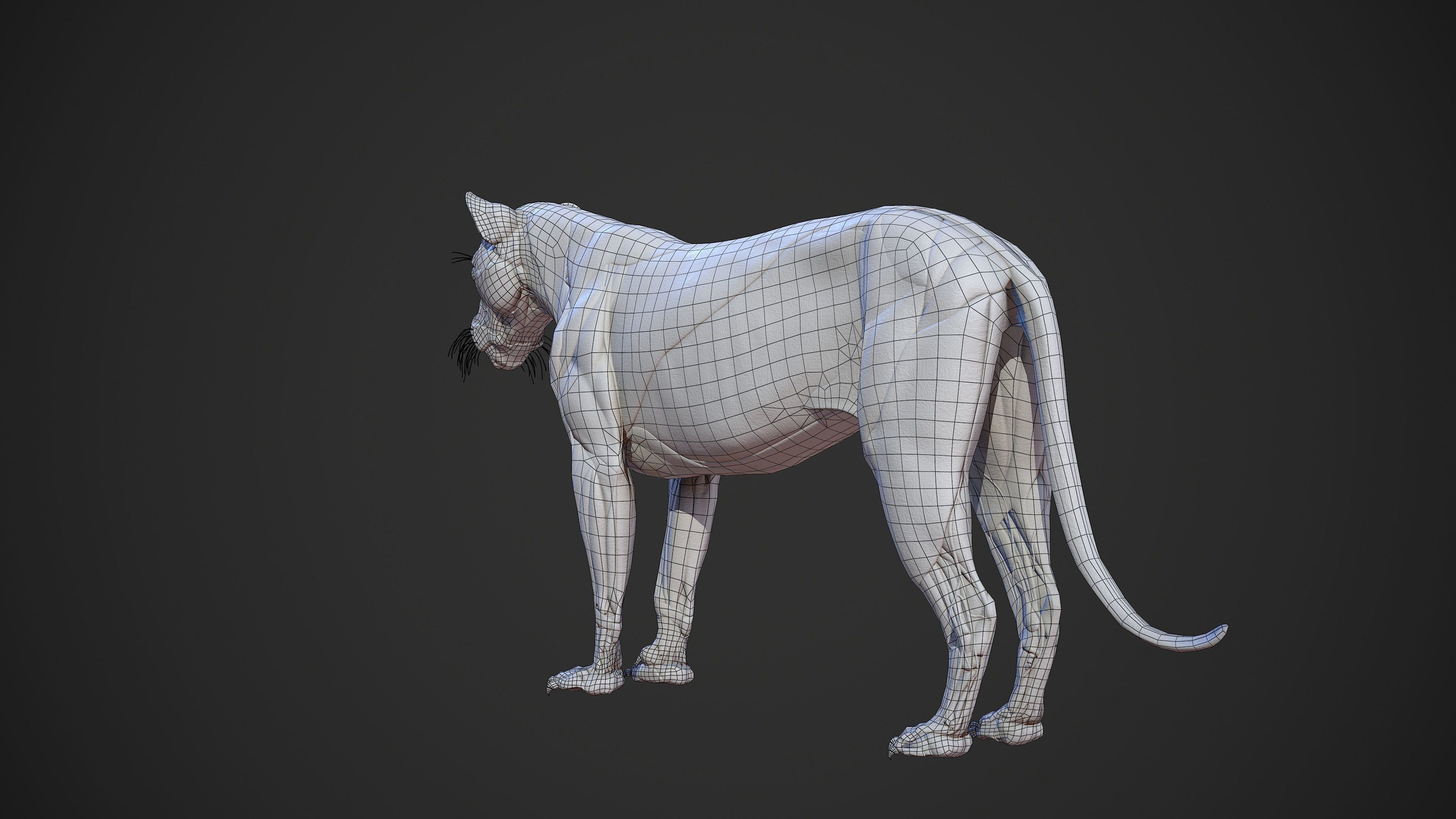 Animal - Lion Anatomy Skin Ecorche Body Base Low-poly 3D model_17