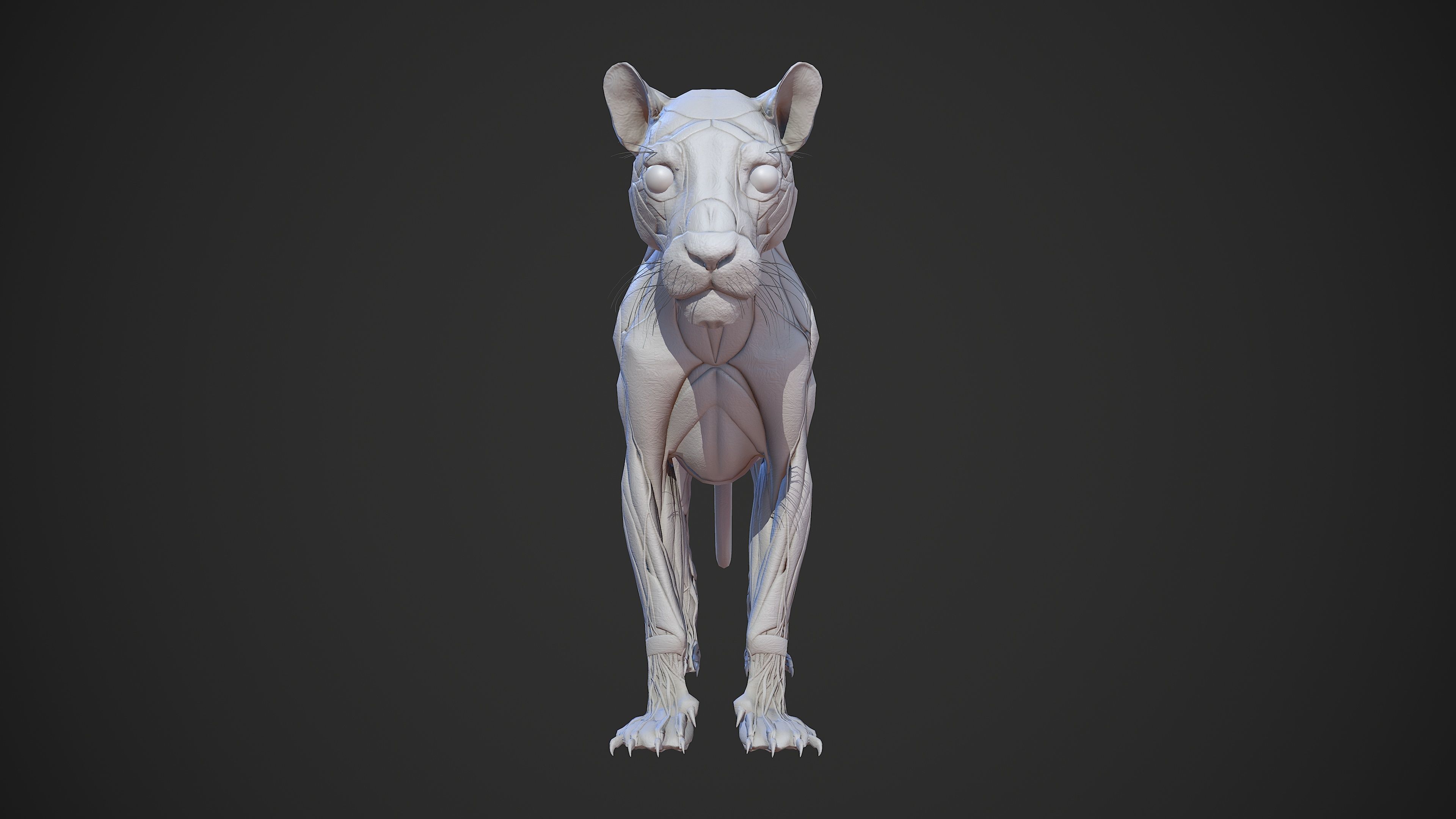 Animal - Lion Anatomy Skin Ecorche Body Base Low-poly 3D model_4