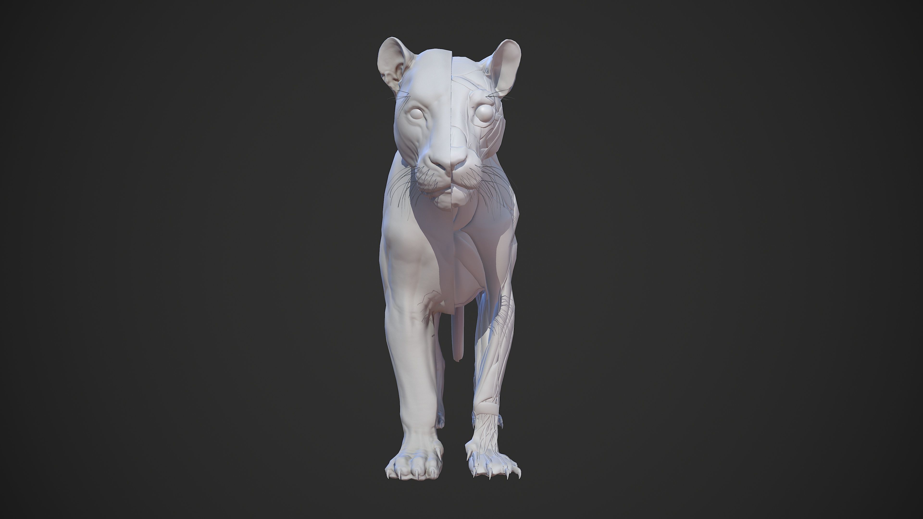 Animal - Lion Anatomy Skin Ecorche Body Base Low-poly 3D model_28