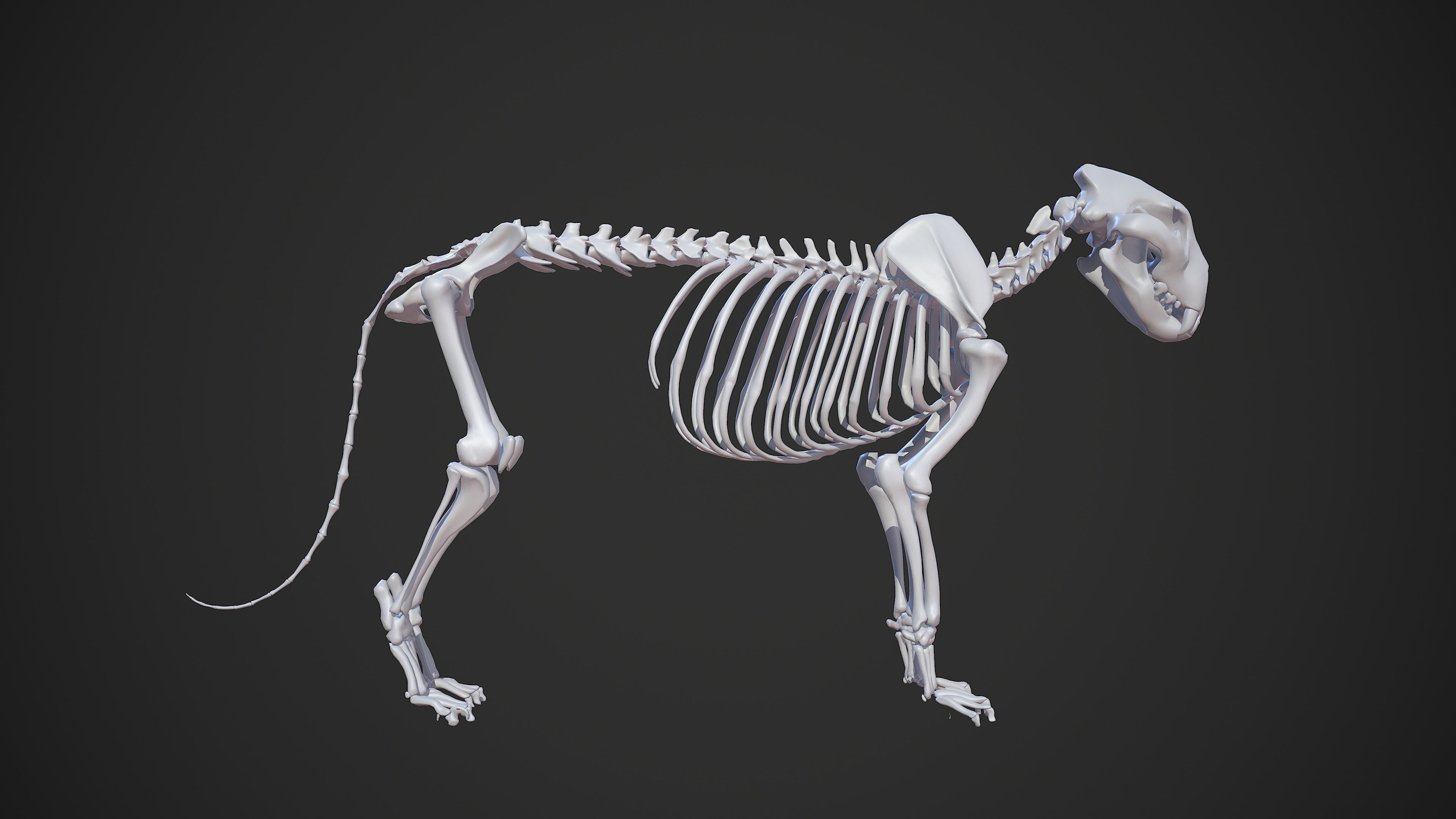 Animal - Lion Anatomy Skin Ecorche Body Base Low-poly 3D model_22