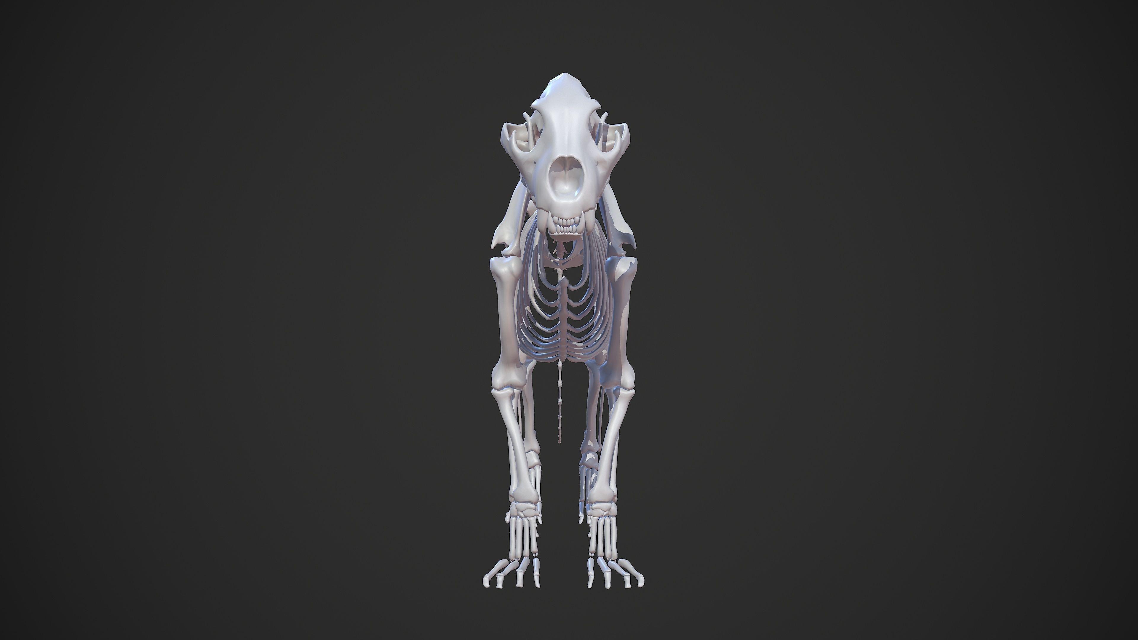 Animal - Lion Anatomy Skin Ecorche Body Base Low-poly 3D model_20