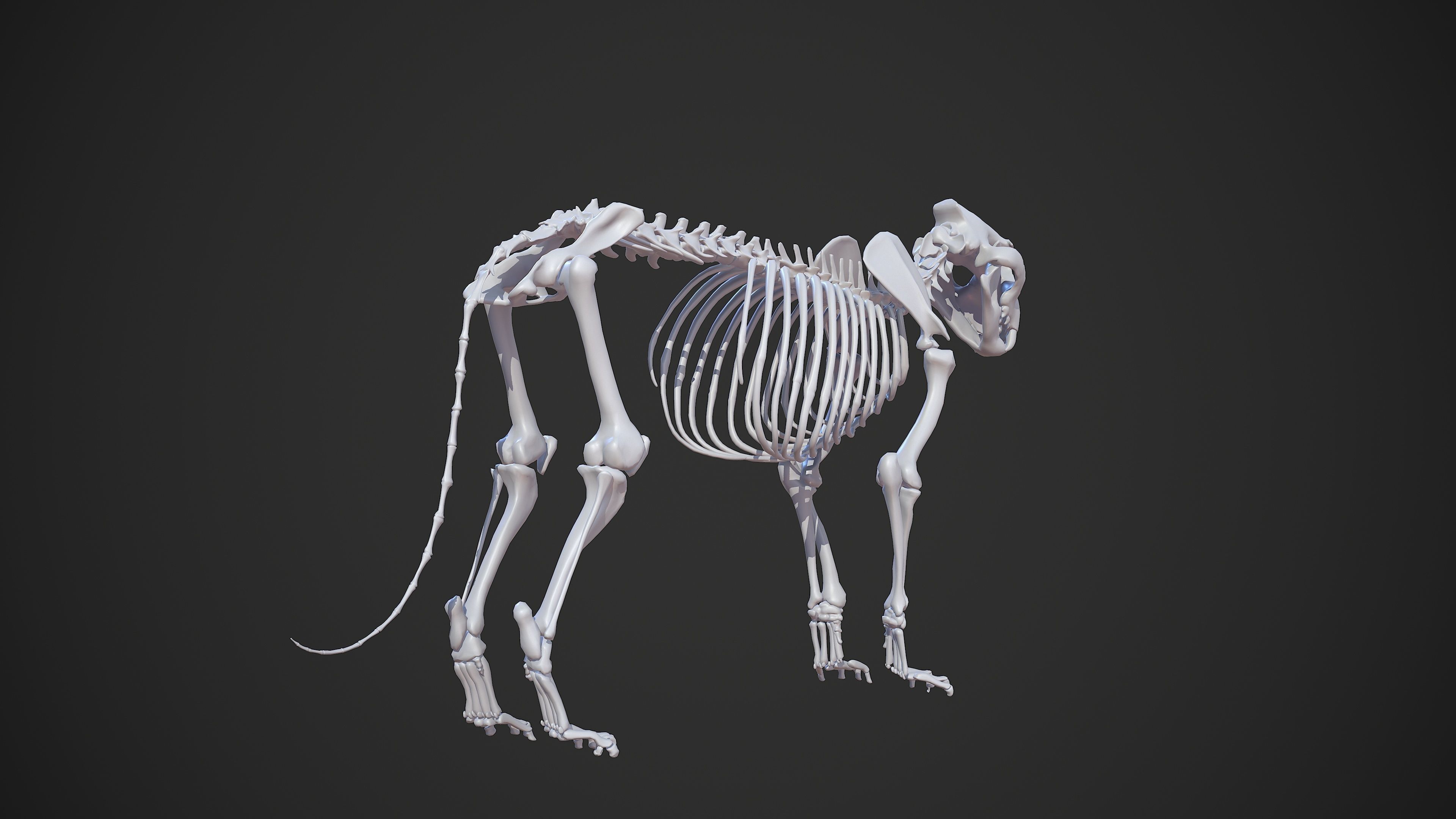 Animal - Lion Anatomy Skin Ecorche Body Base Low-poly 3D model_23