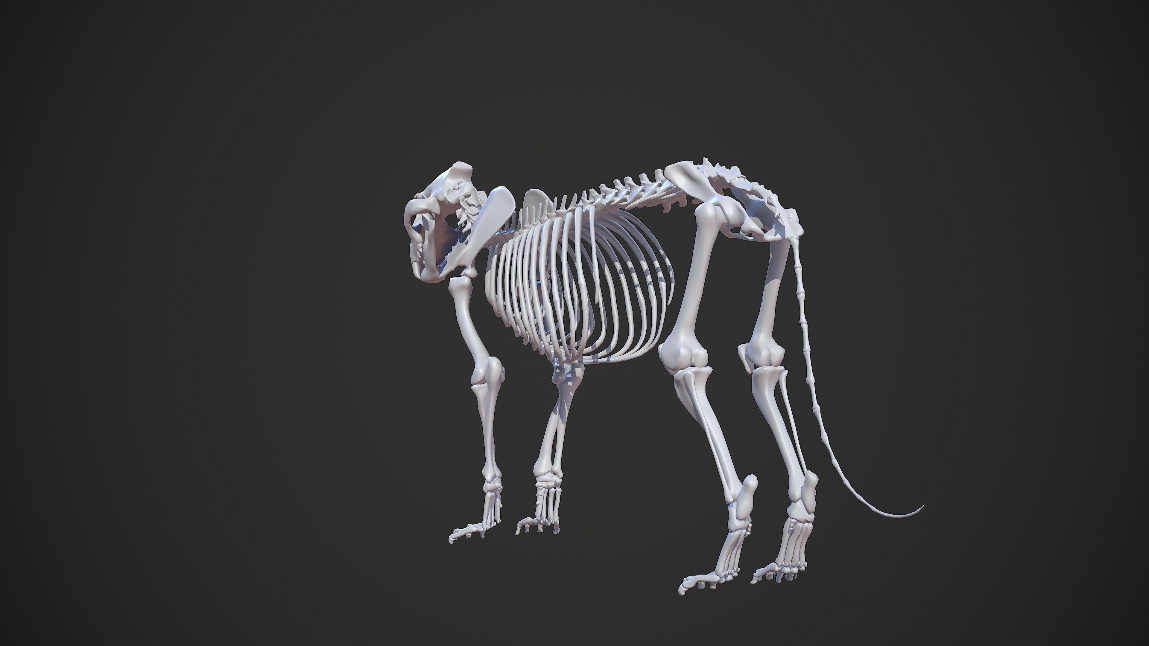 Animal - Lion Anatomy Skin Ecorche Body Base Low-poly 3D model_25