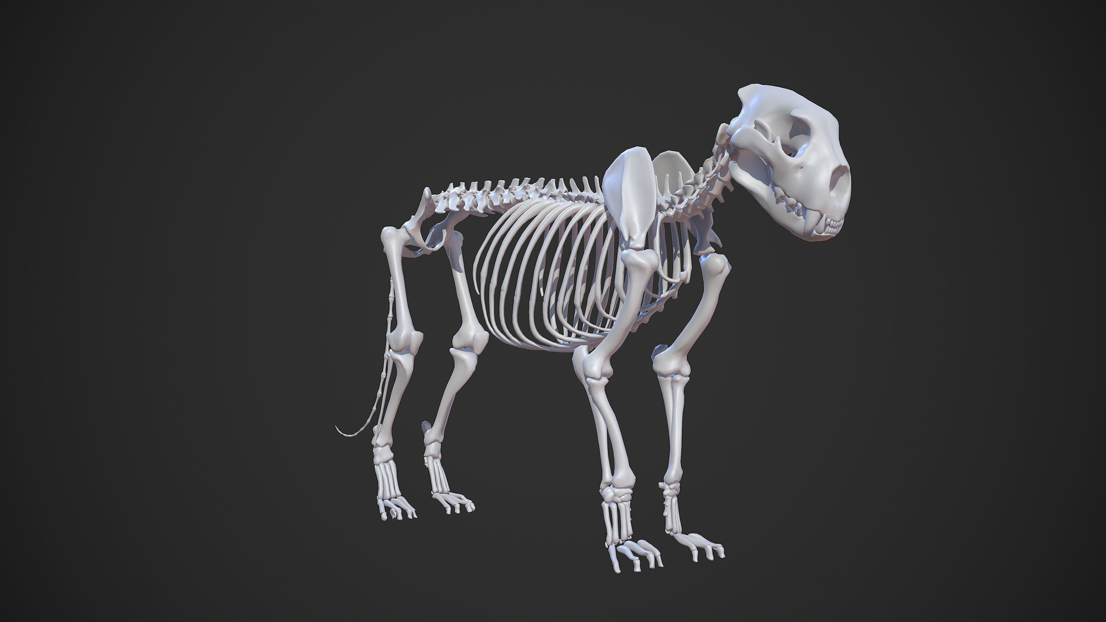 Animal - Lion Anatomy Skin Ecorche Body Base Low-poly 3D model_21