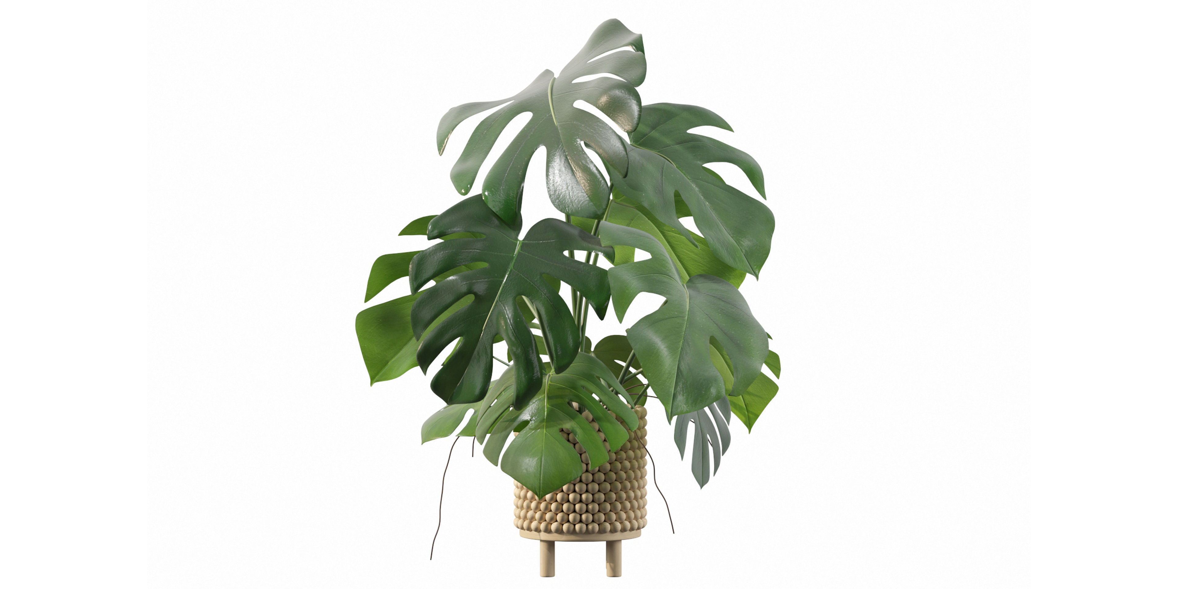 Monstera in beautiful wooden pot 3D model_15