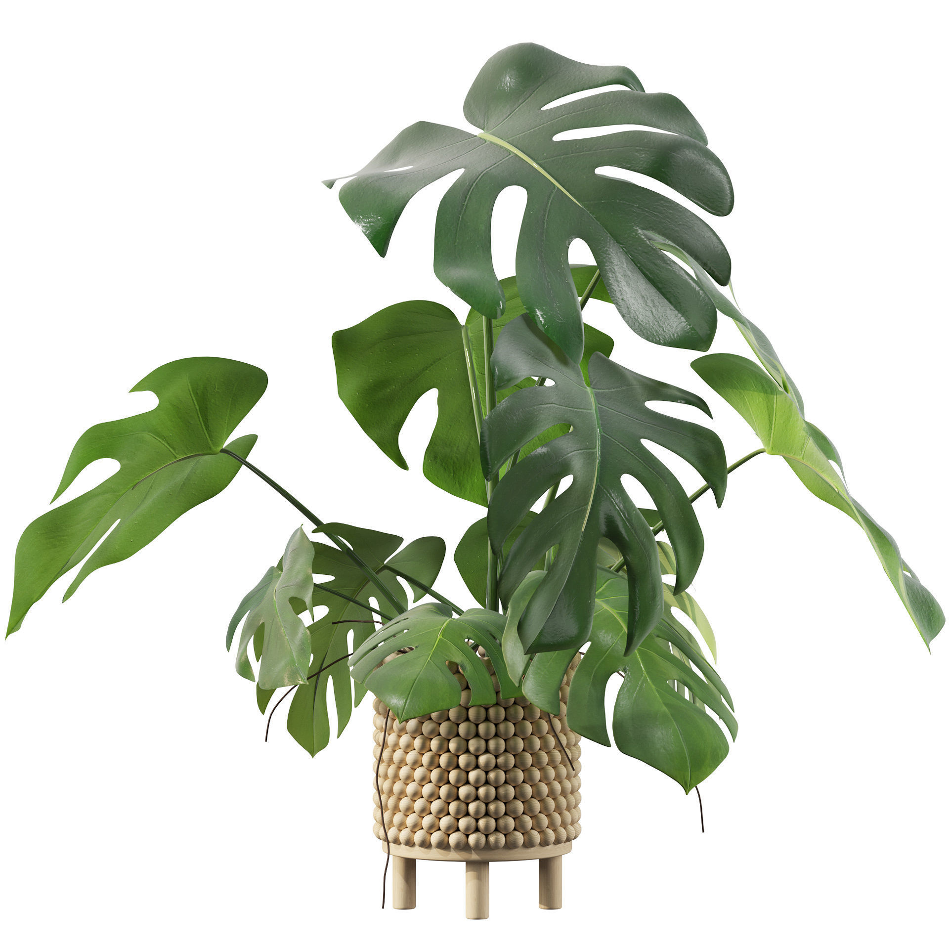 Monstera in beautiful wooden pot 3D model_1