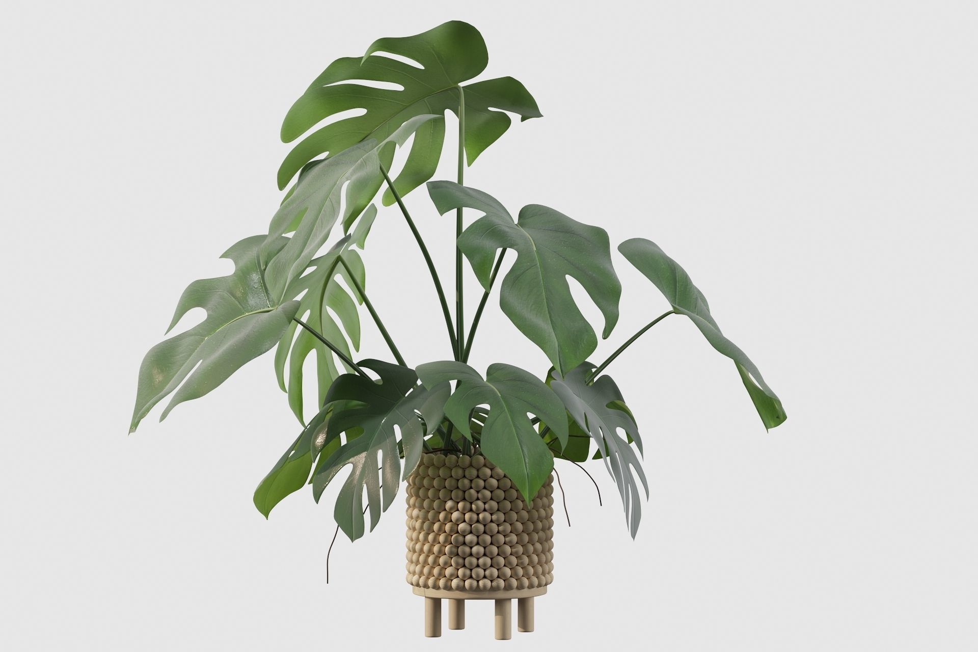 Monstera in beautiful wooden pot 3D model_40