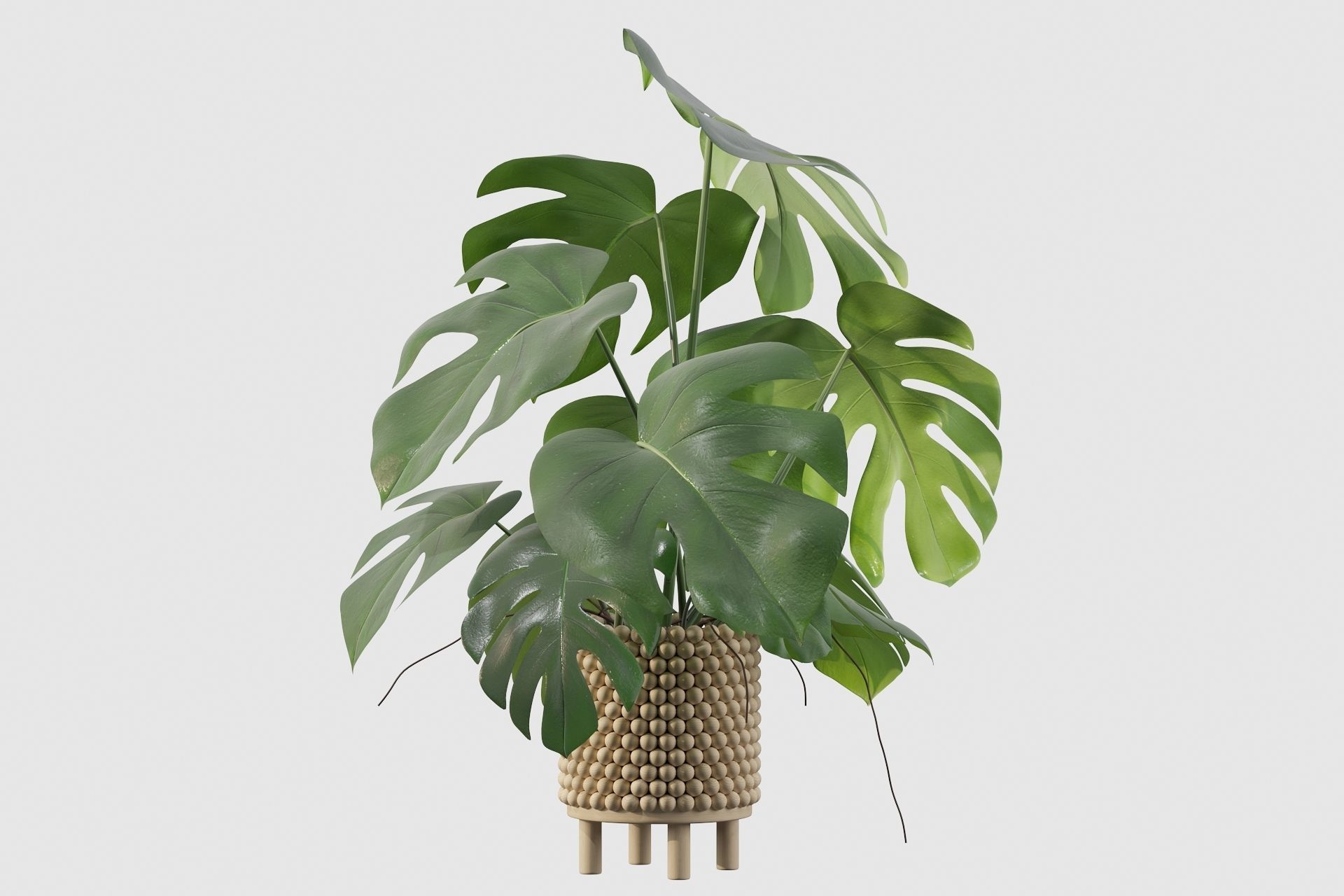 Monstera in beautiful wooden pot 3D model_26
