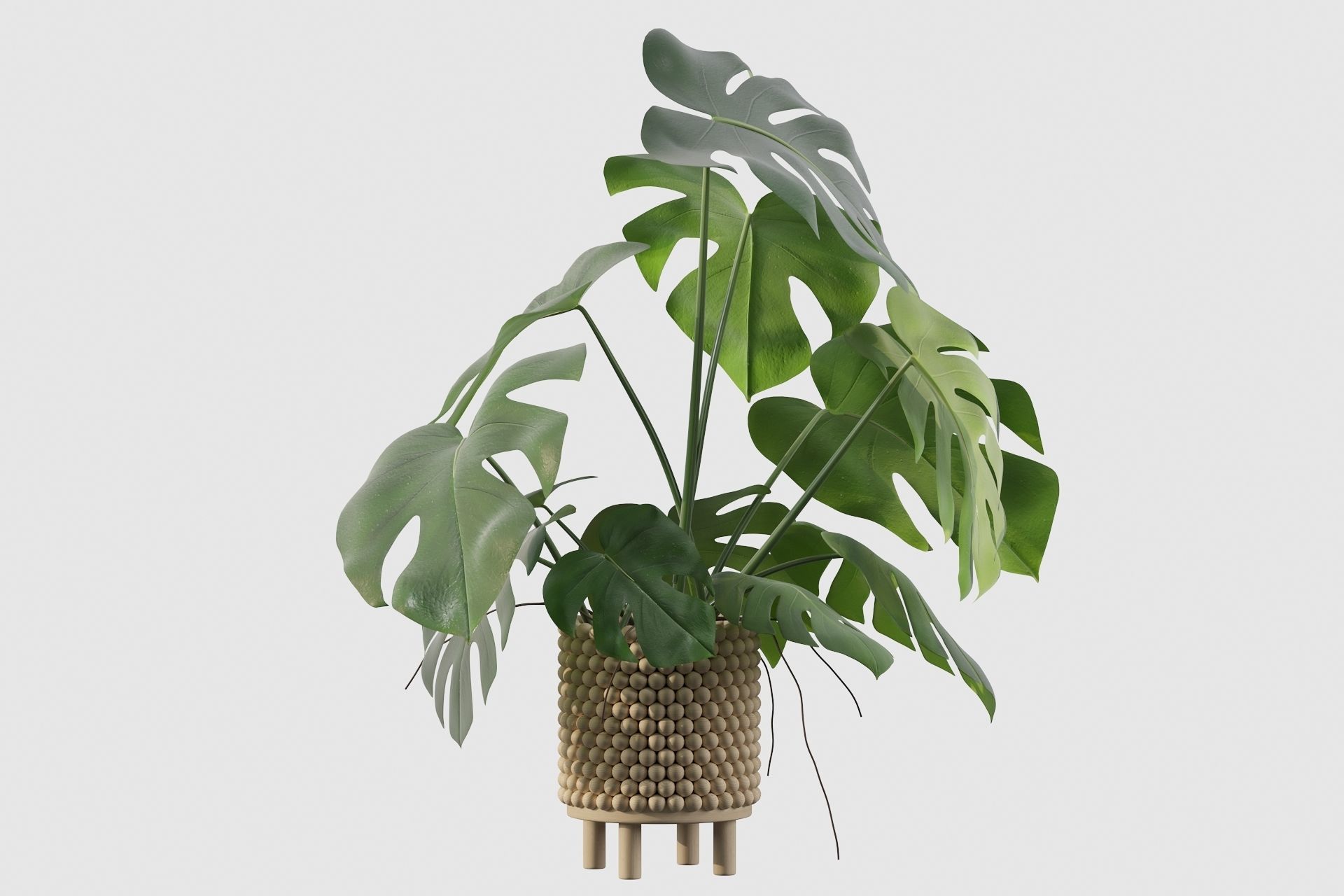 Monstera in beautiful wooden pot 3D model_29