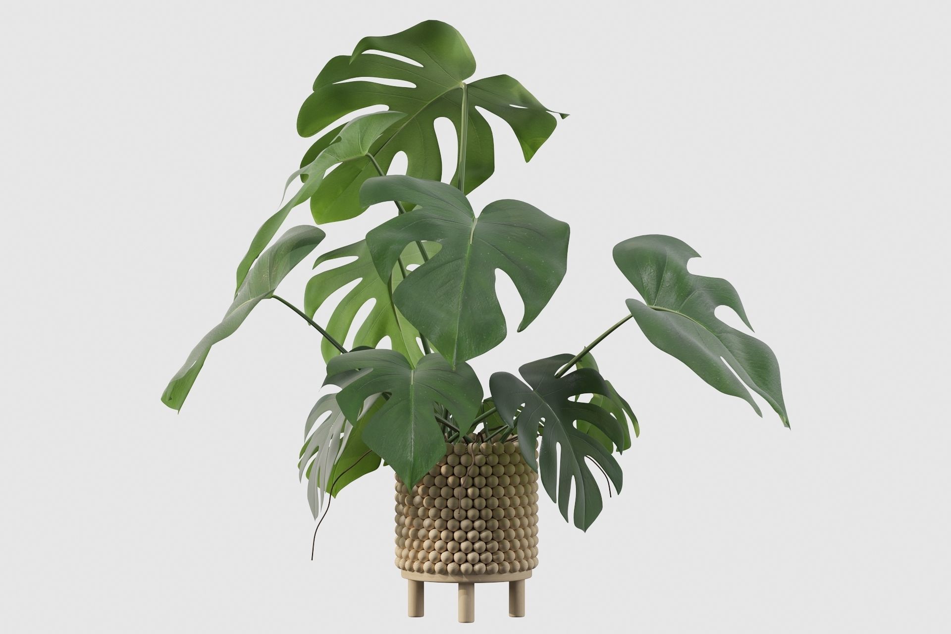 Monstera in beautiful wooden pot 3D model_18