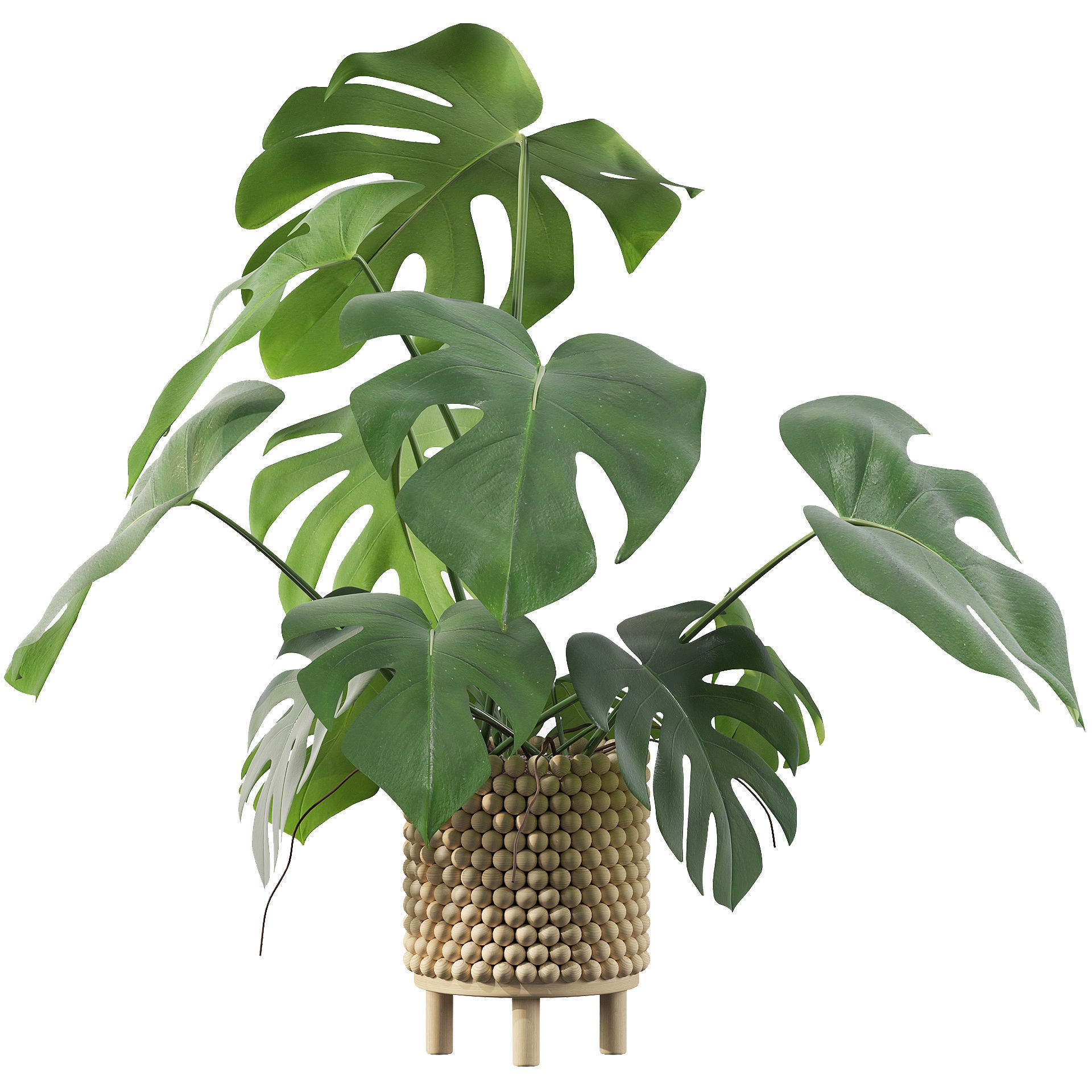 Monstera in beautiful wooden pot 3D model_37