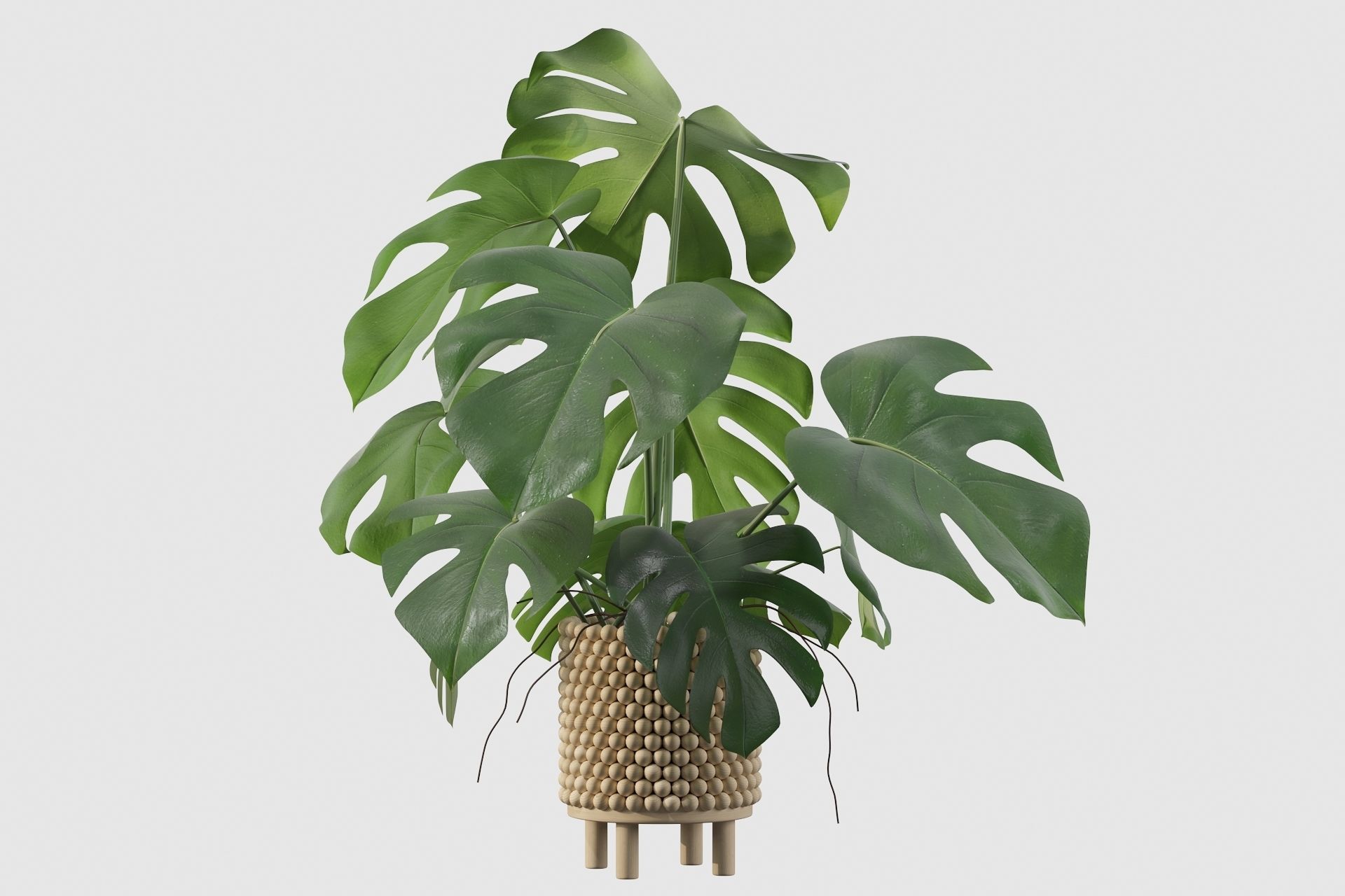 Monstera in beautiful wooden pot 3D model_23