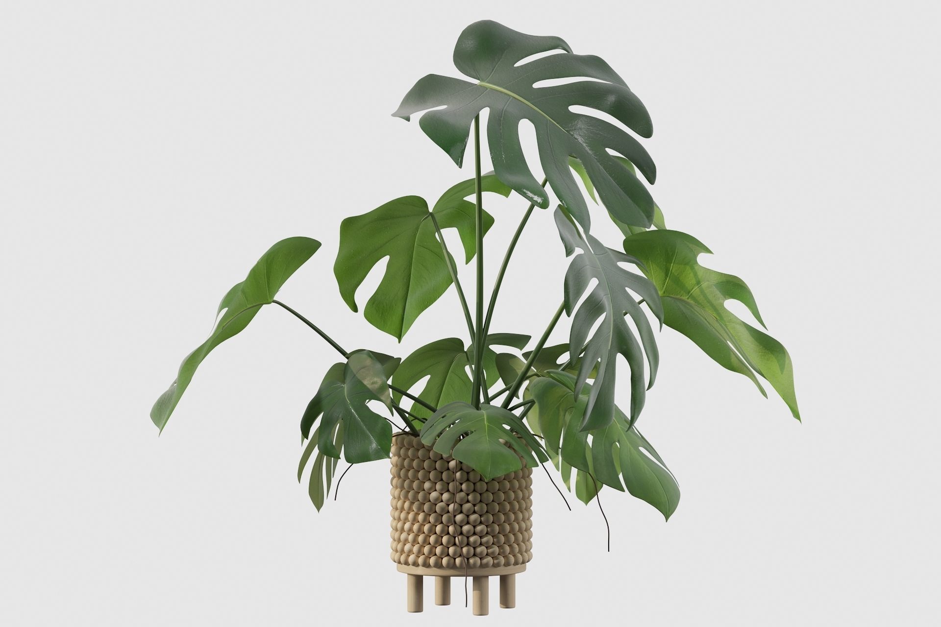Monstera in beautiful wooden pot 3D model_33