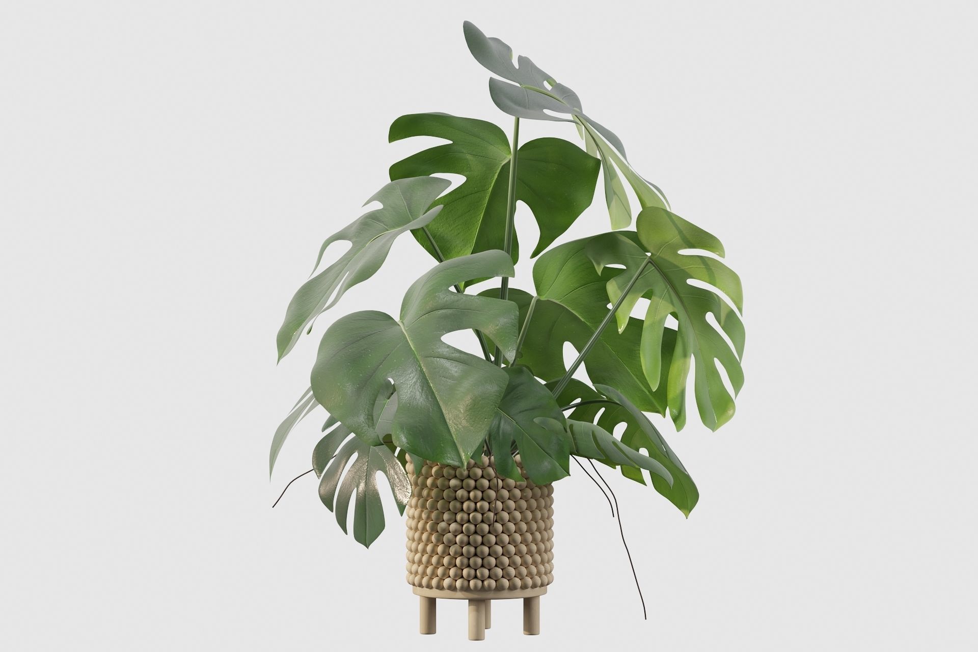Monstera in beautiful wooden pot 3D model_4