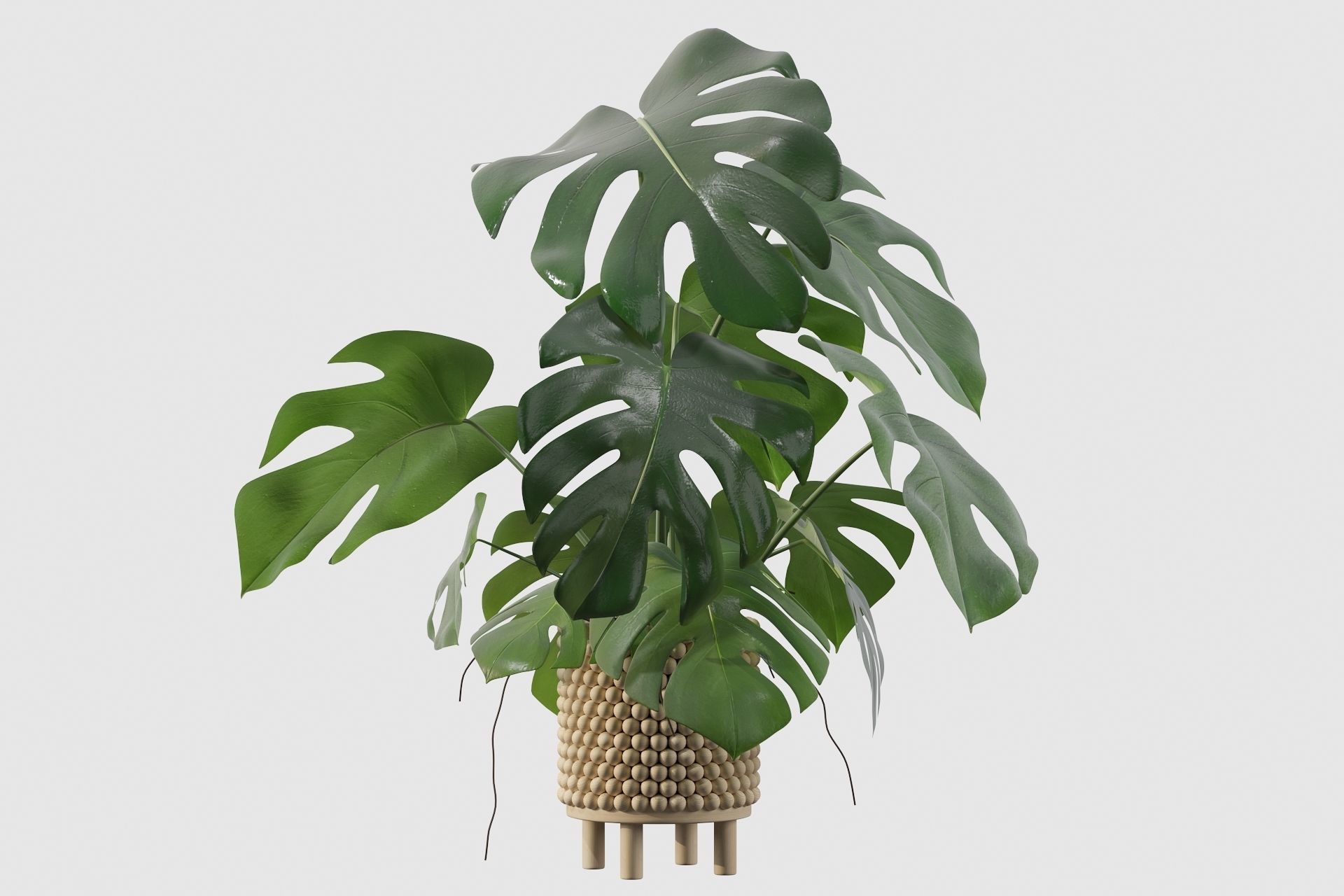 Monstera in beautiful wooden pot 3D model_5