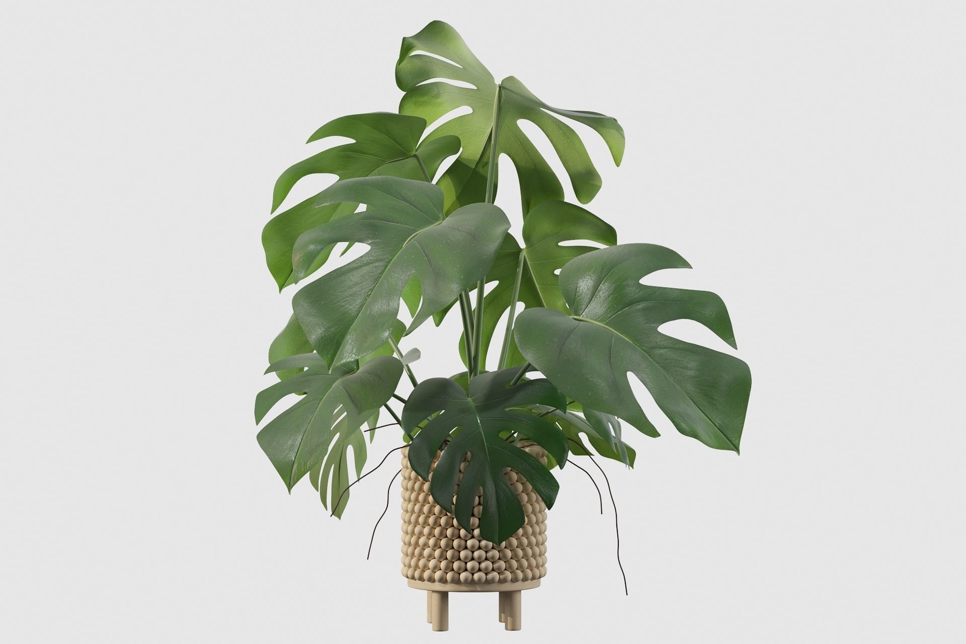 Monstera in beautiful wooden pot 3D model_21