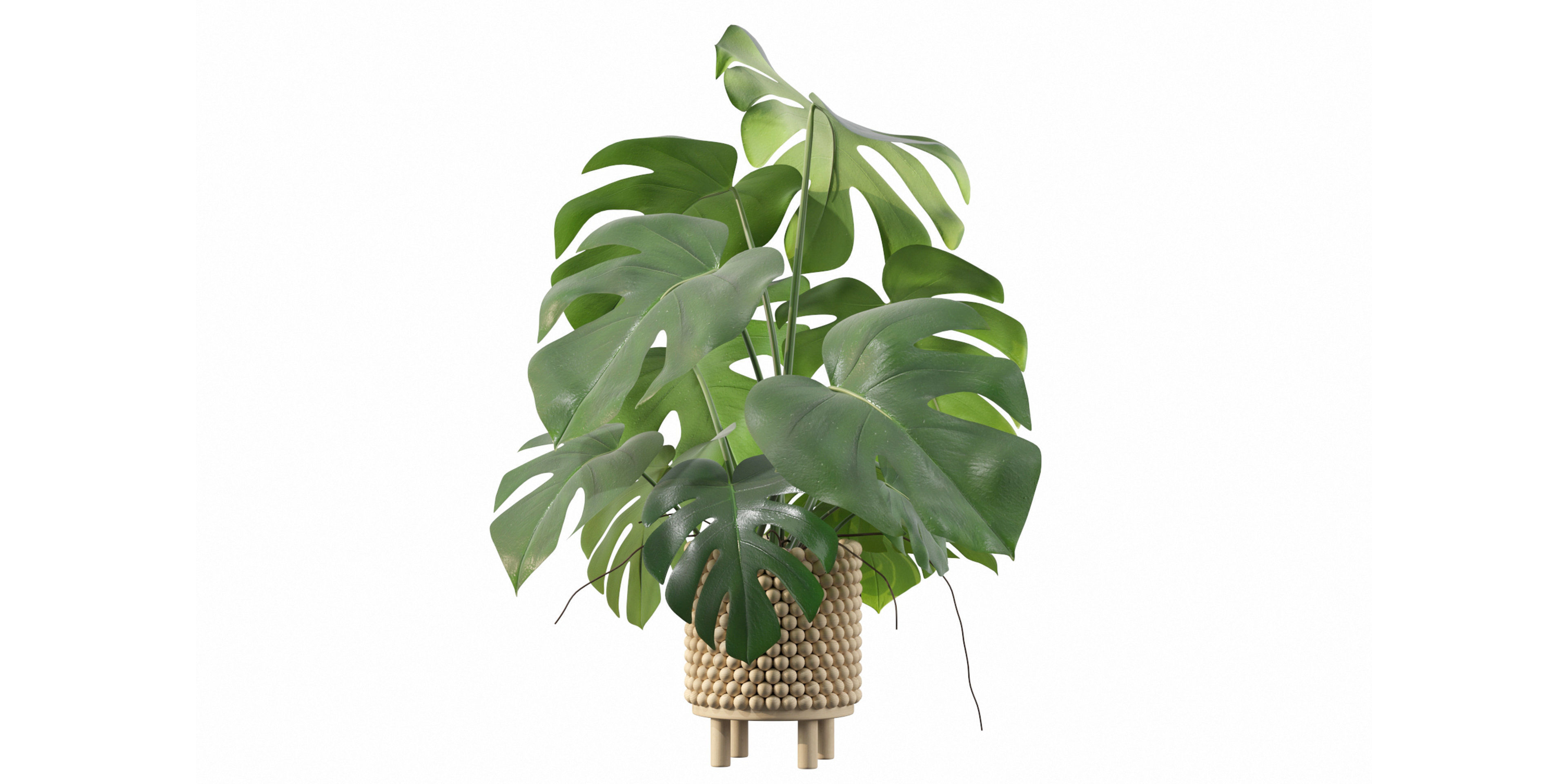 Monstera in beautiful wooden pot 3D model_14