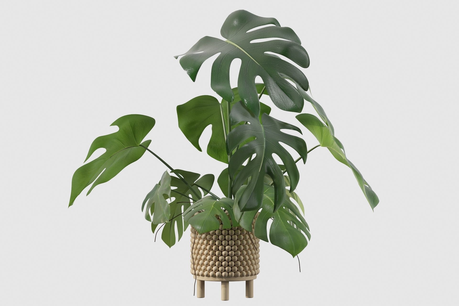 Monstera in beautiful wooden pot 3D model_39