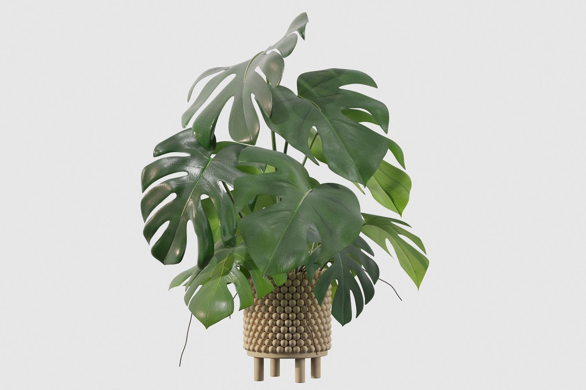 Monstera in beautiful wooden pot 3D model_45