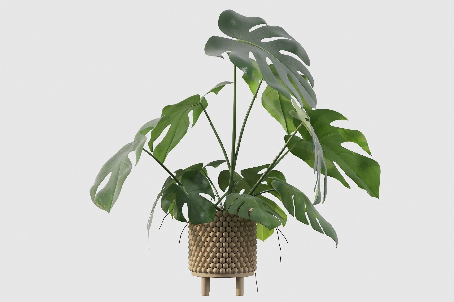 Monstera in beautiful wooden pot 3D model_27
