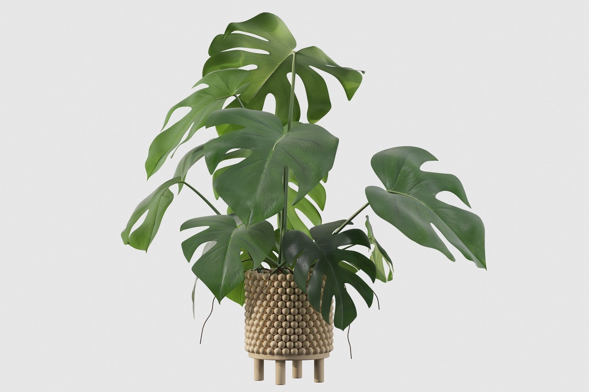 Monstera in beautiful wooden pot 3D model_8