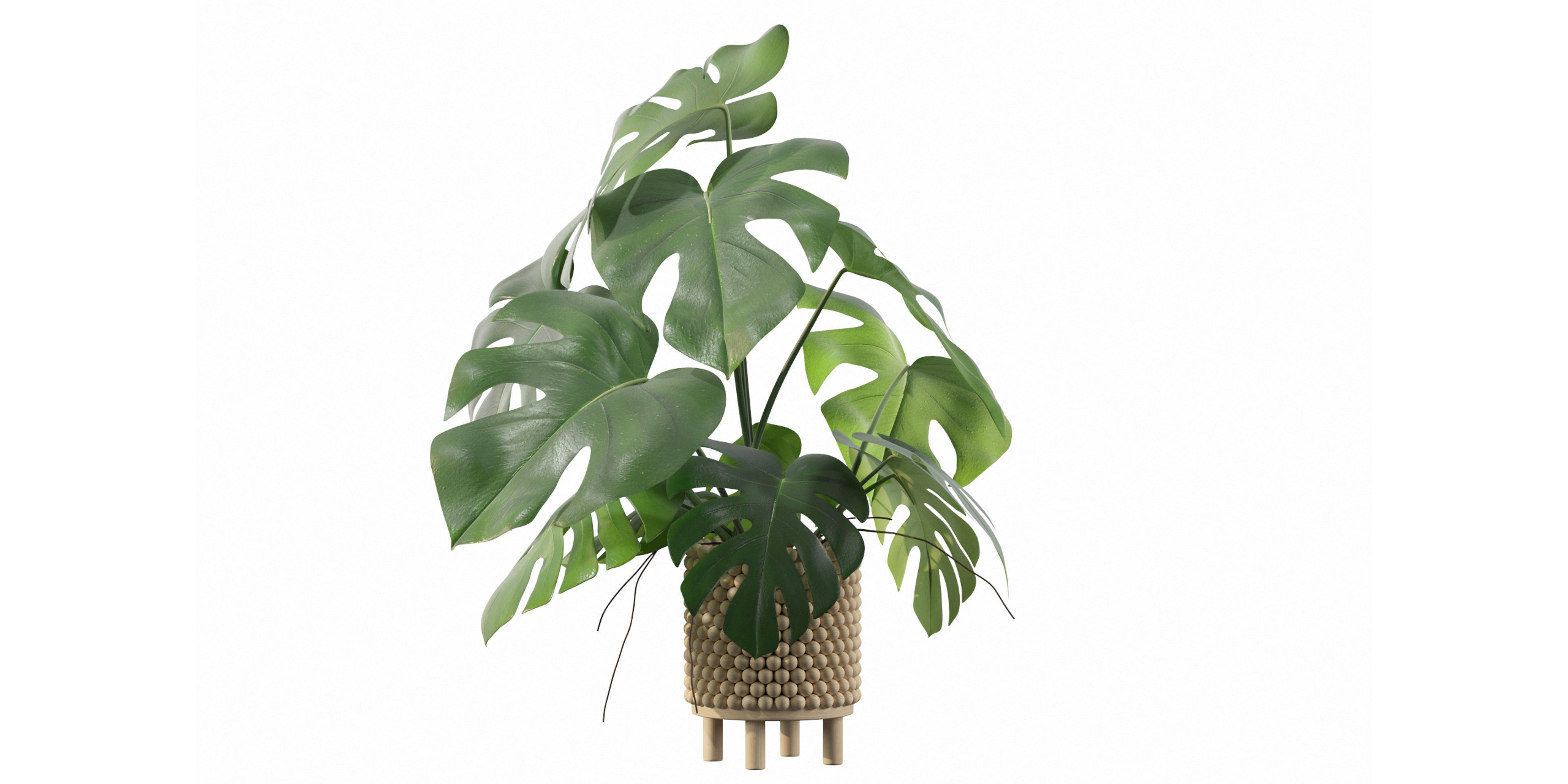 Monstera in beautiful wooden pot 3D model_16