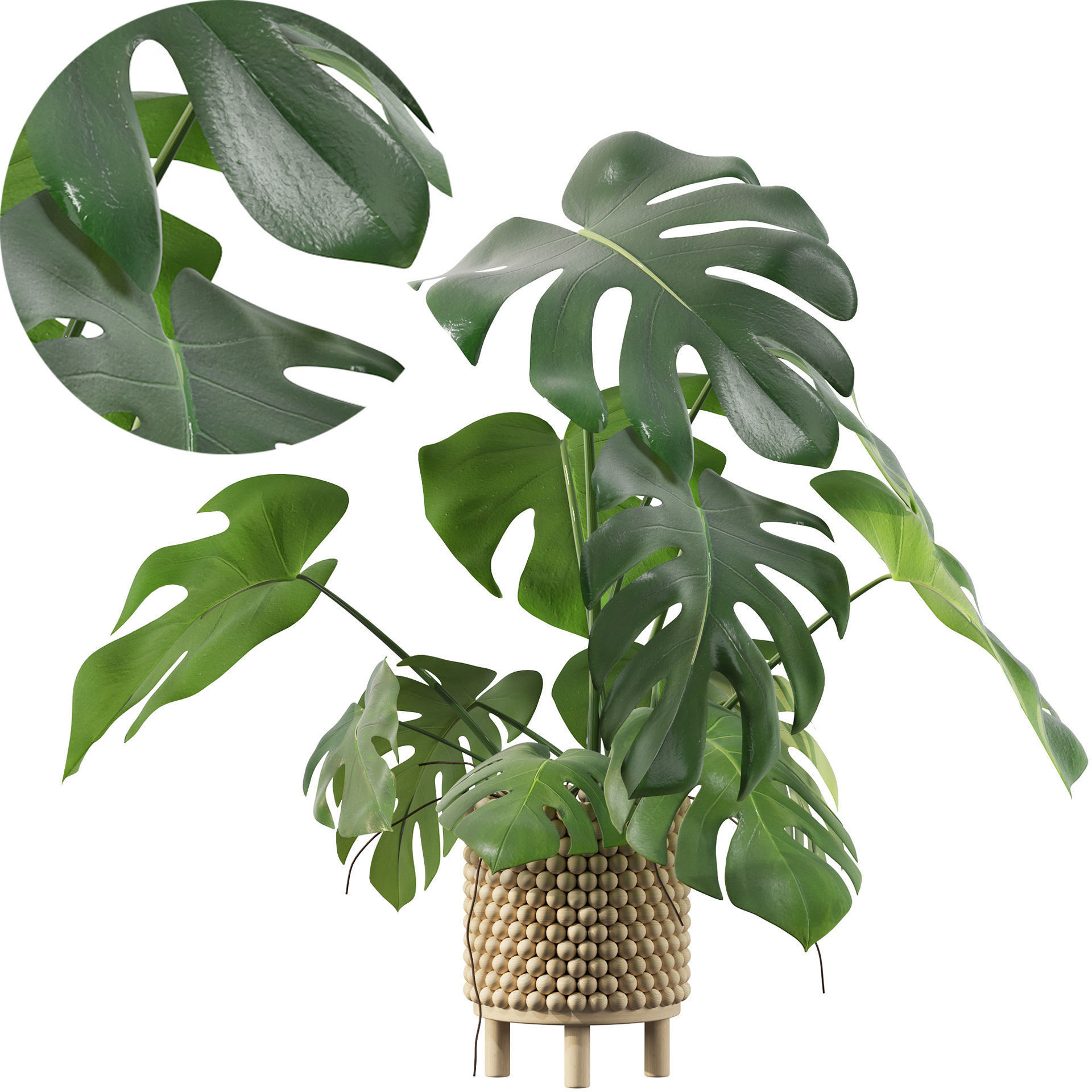 Monstera in beautiful wooden pot 3D model_12