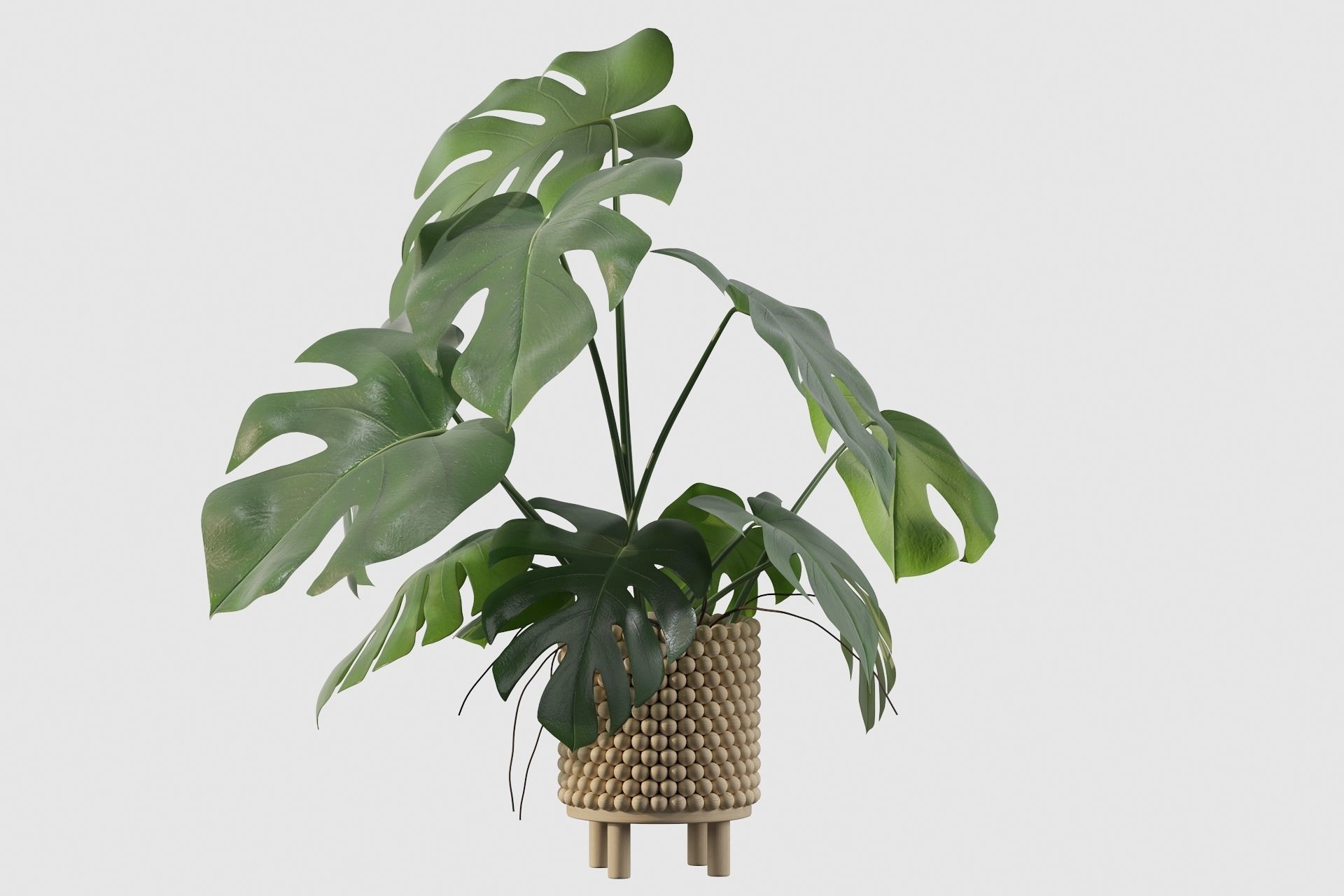 Monstera in beautiful wooden pot 3D model_6
