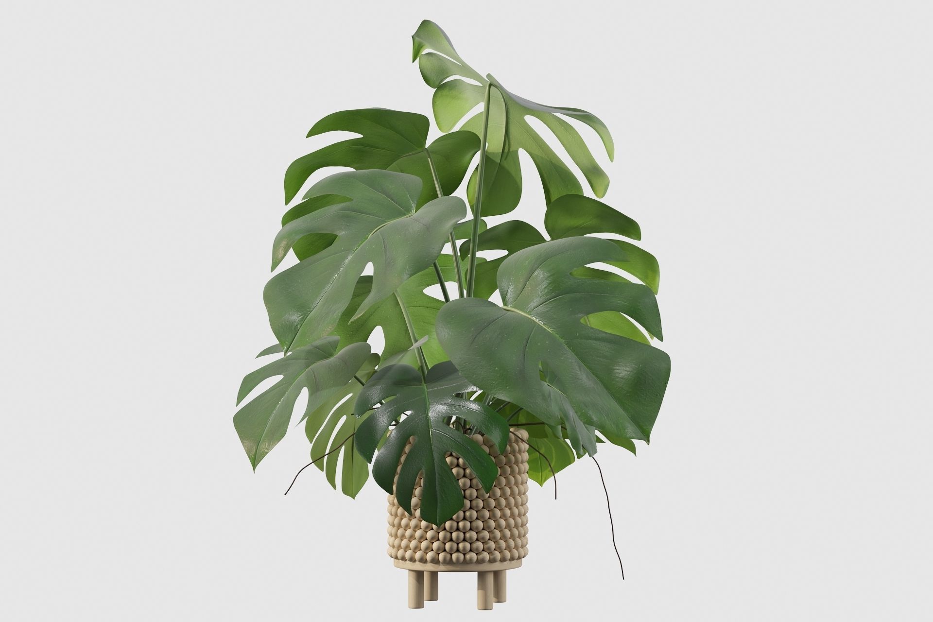 Monstera in beautiful wooden pot 3D model_38