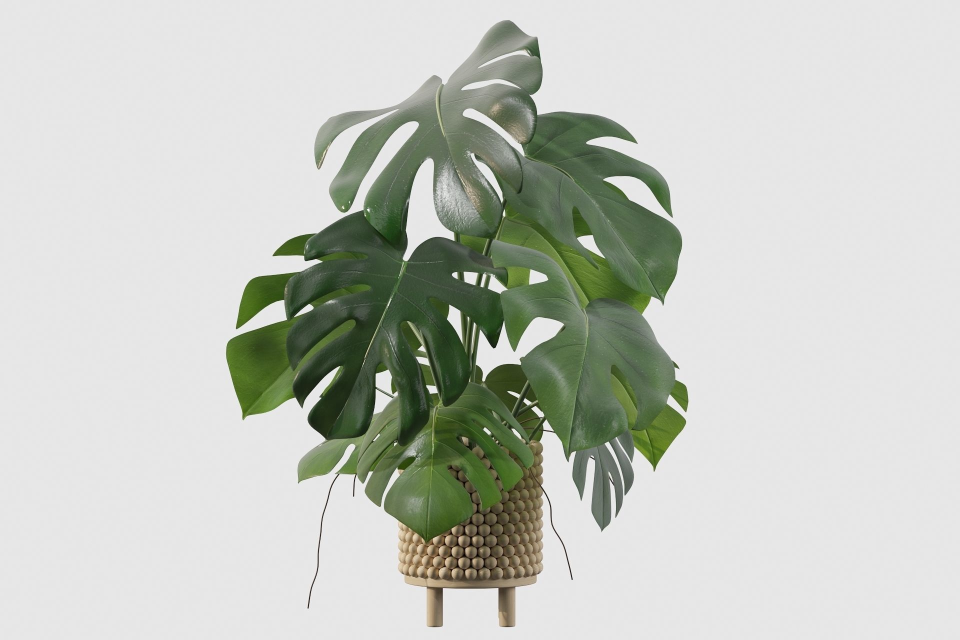 Monstera in beautiful wooden pot 3D model_32