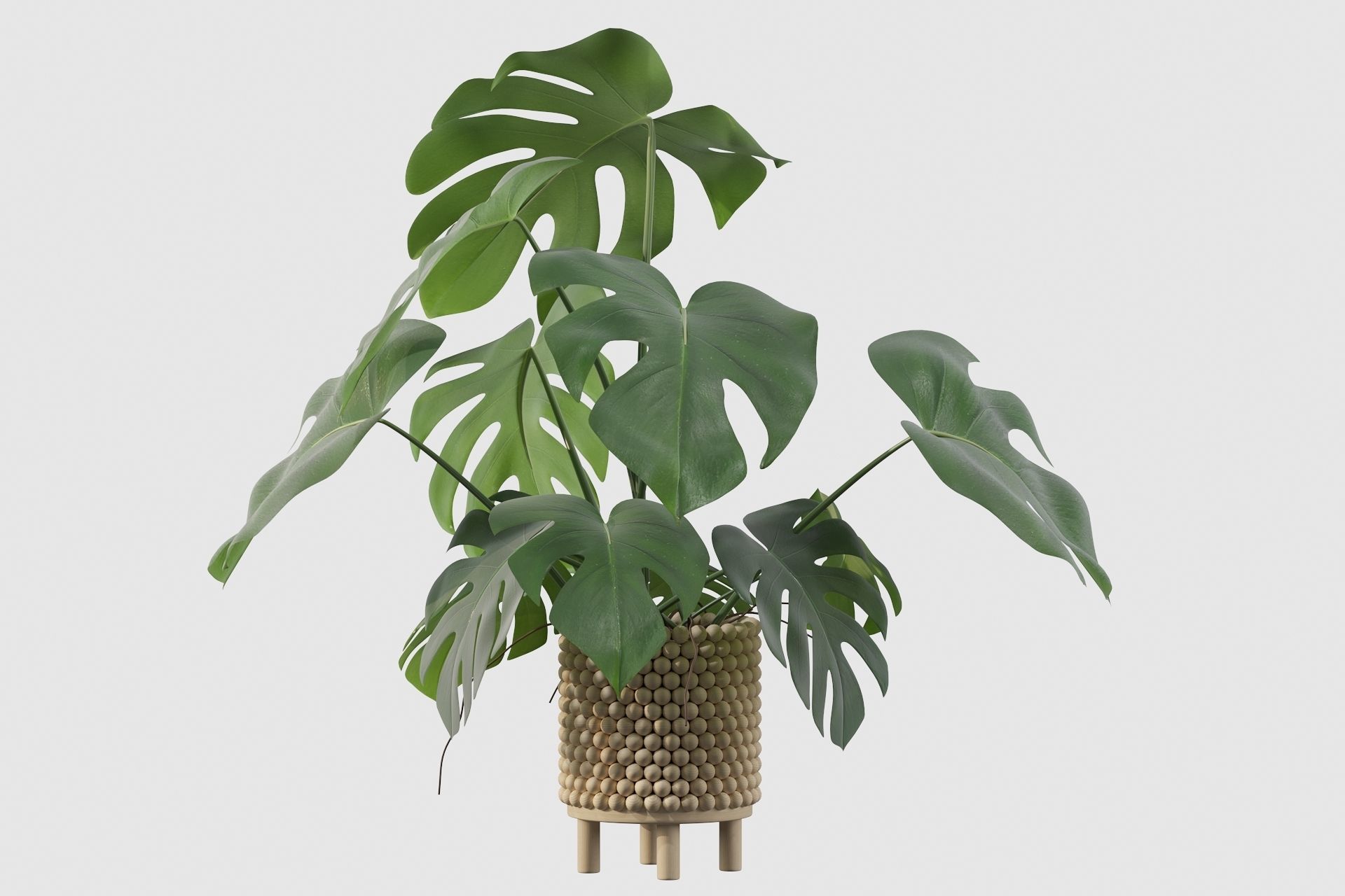 Monstera in beautiful wooden pot 3D model_25