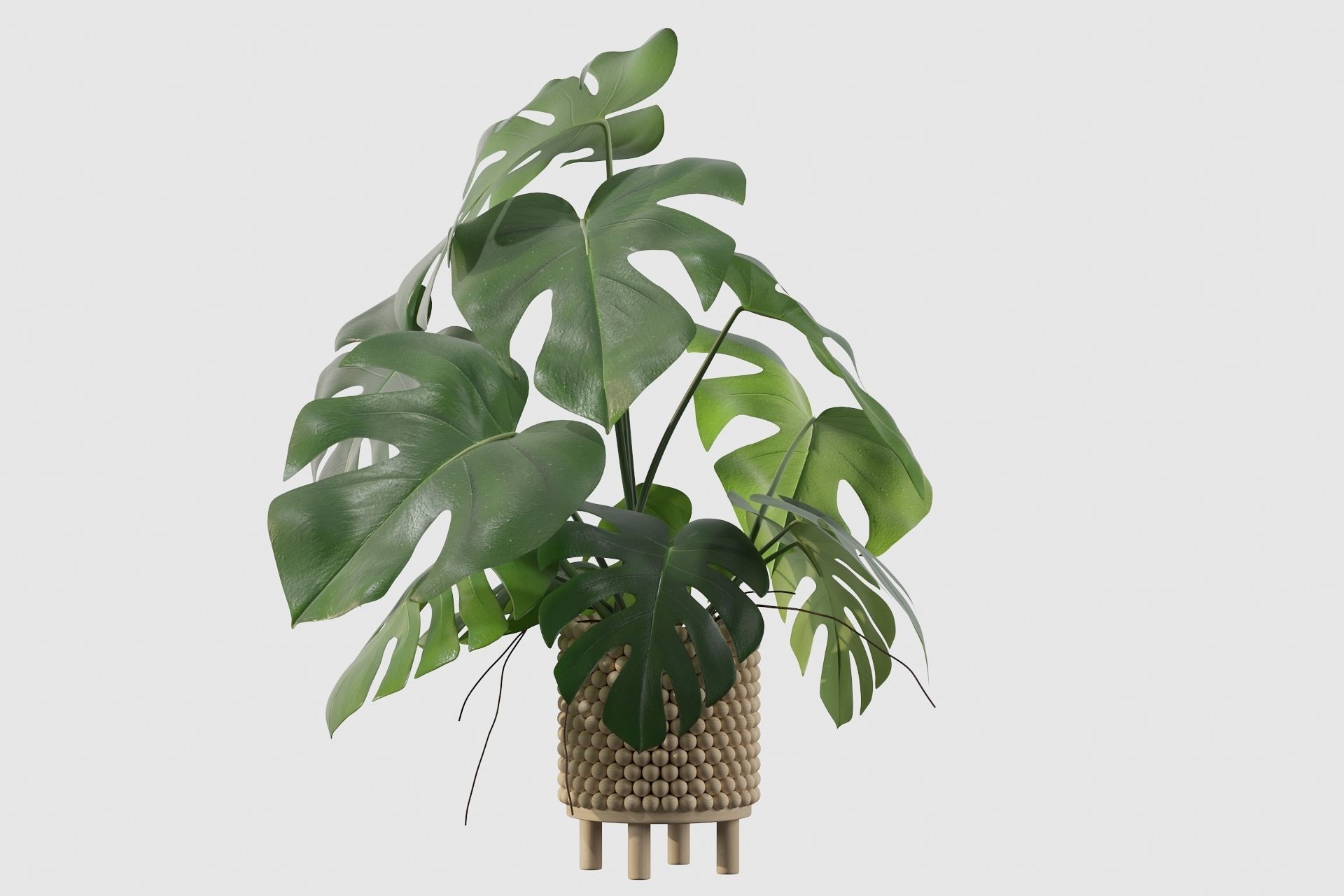 Monstera in beautiful wooden pot 3D model_47