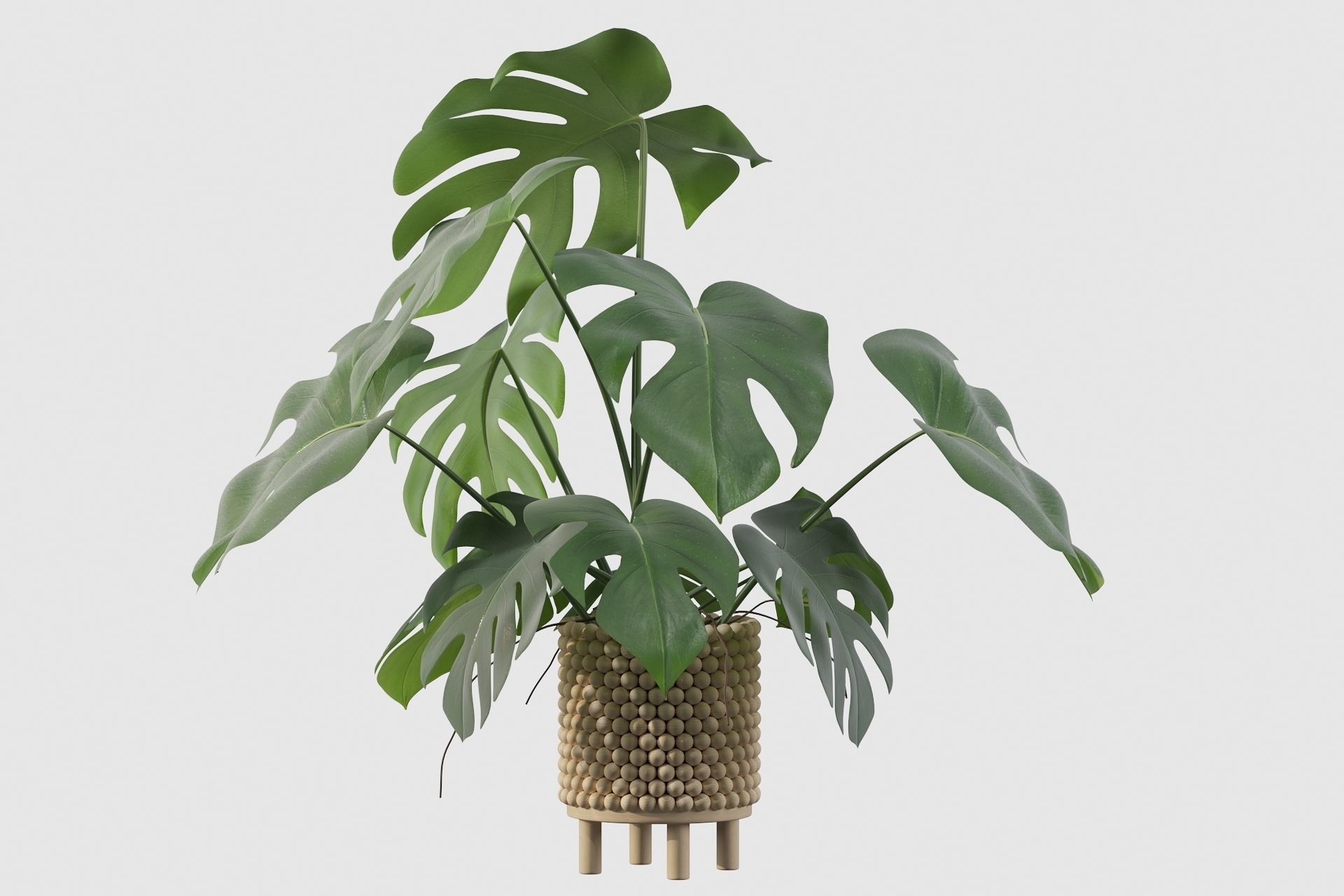 Monstera in beautiful wooden pot 3D model_48
