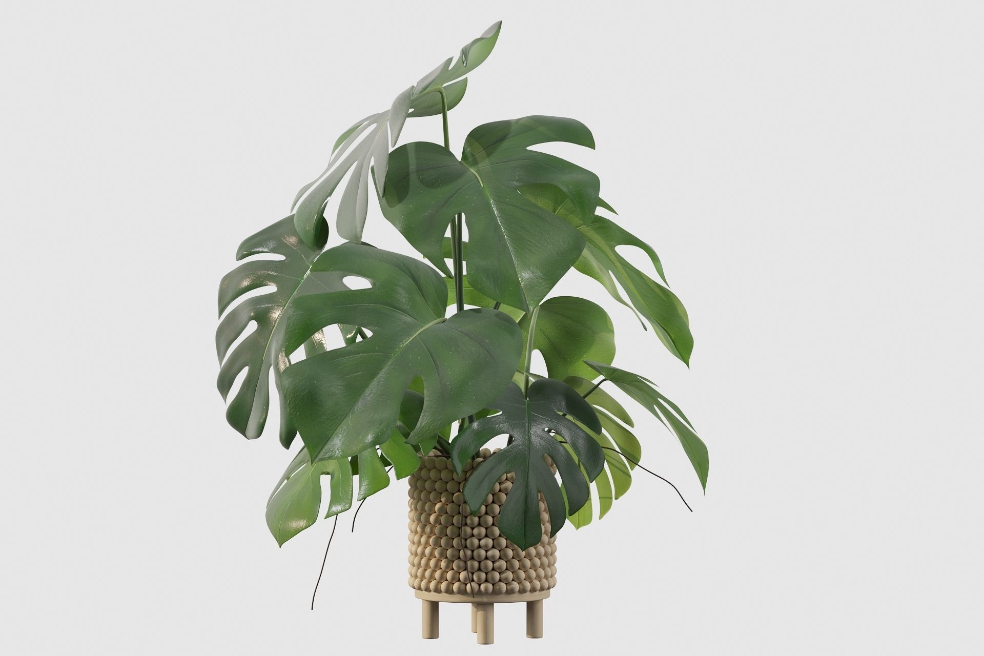 Monstera in beautiful wooden pot 3D model_41