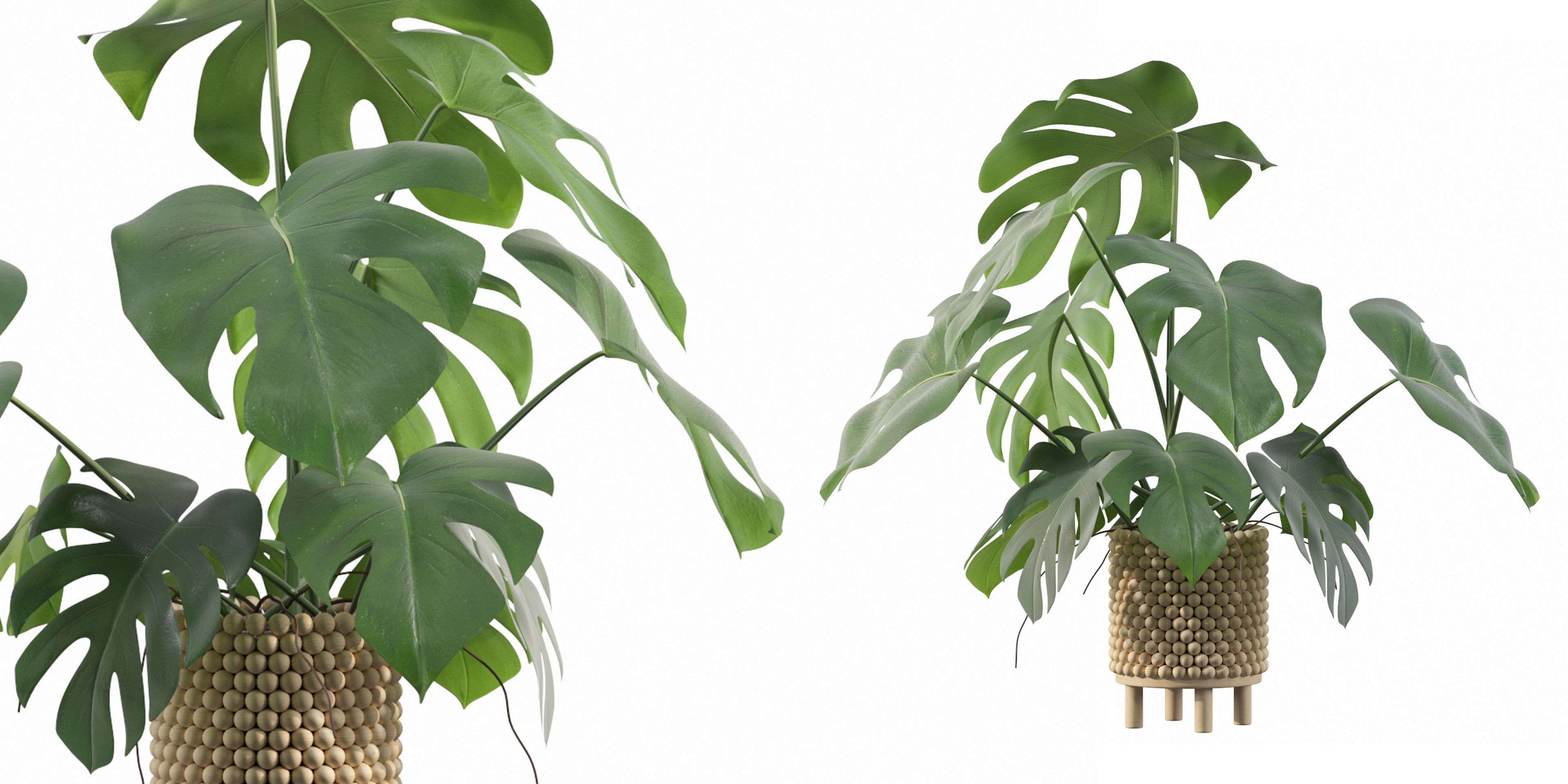 Monstera in beautiful wooden pot 3D model_17