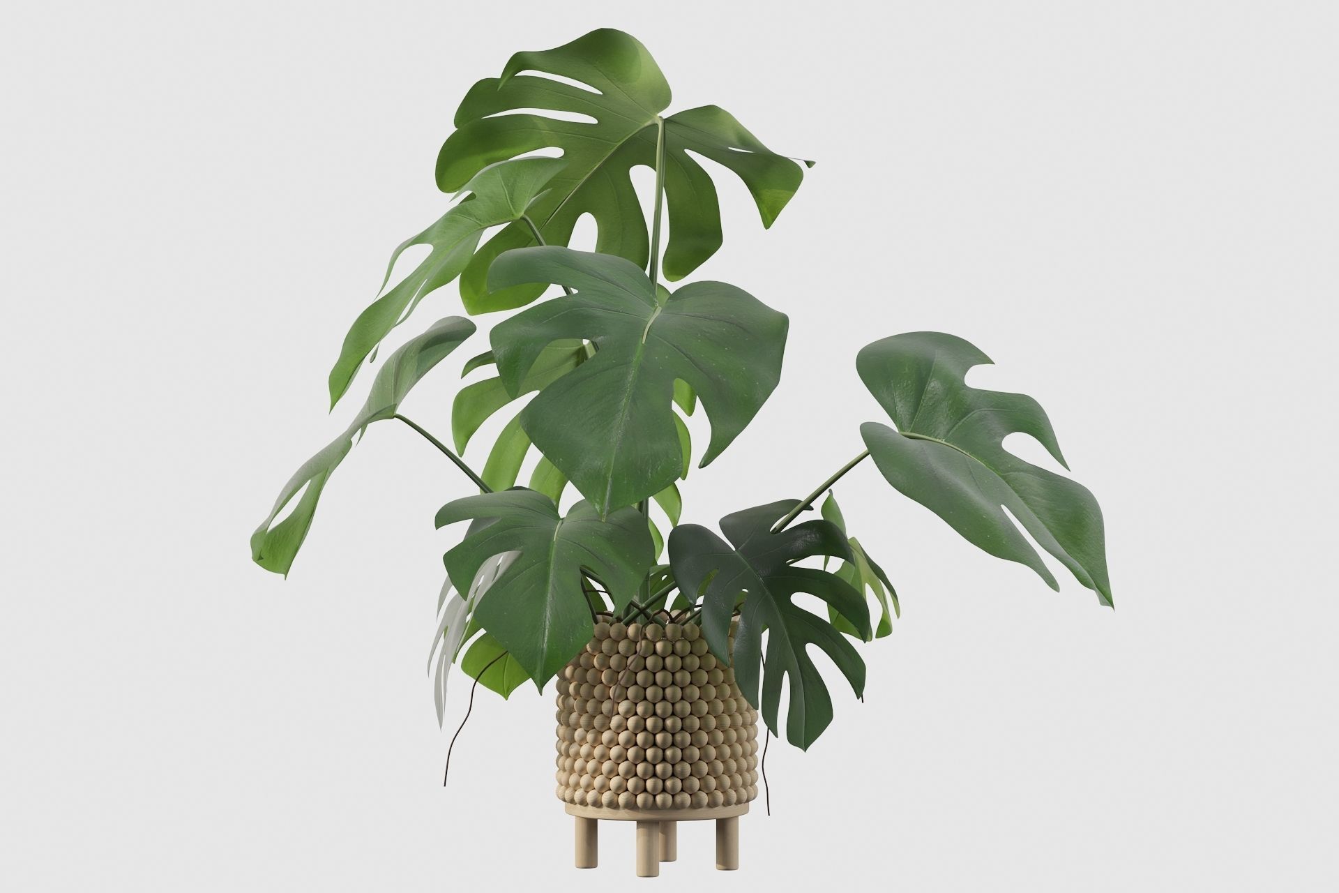 Monstera in beautiful wooden pot 3D model_24