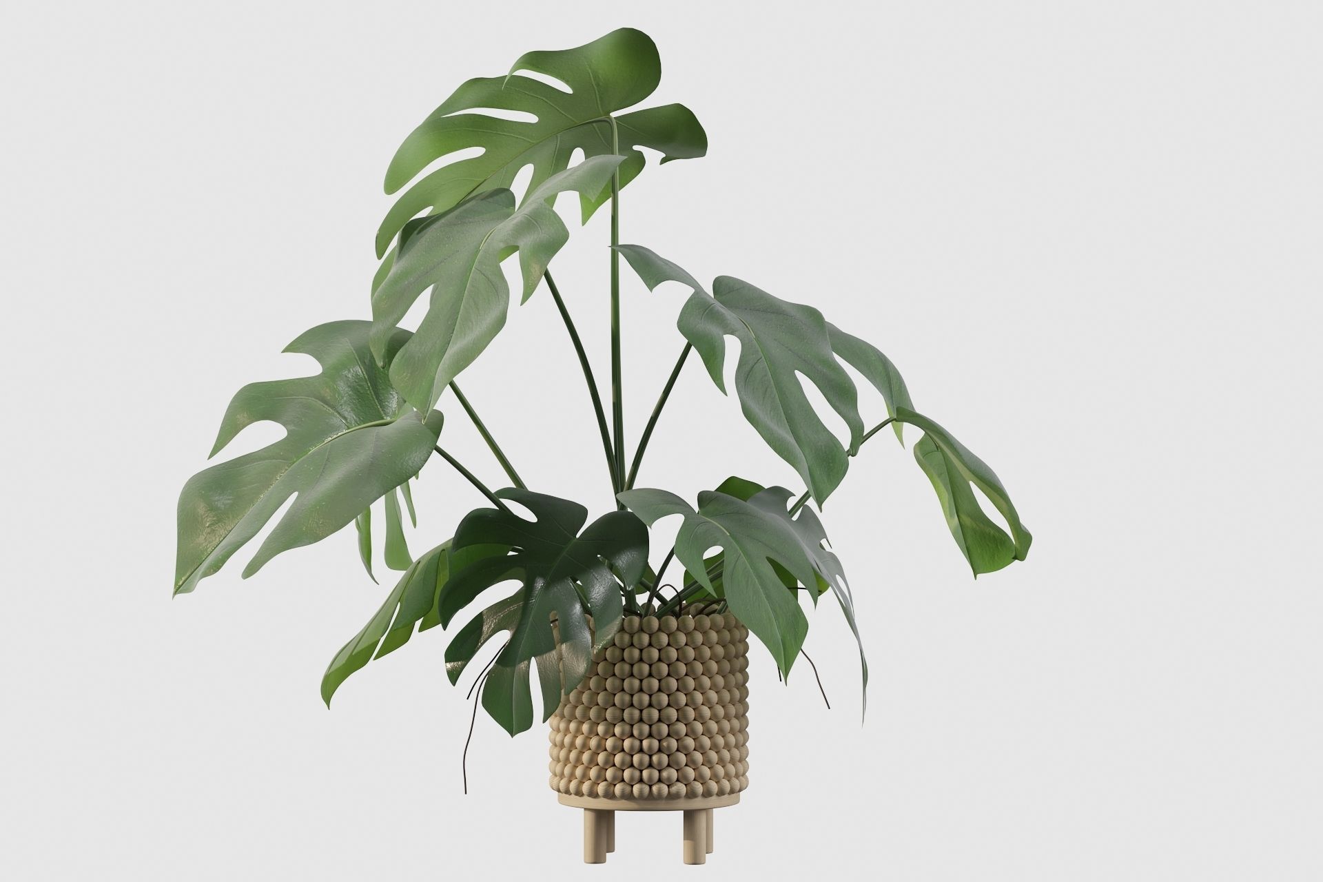 Monstera in beautiful wooden pot 3D model_36