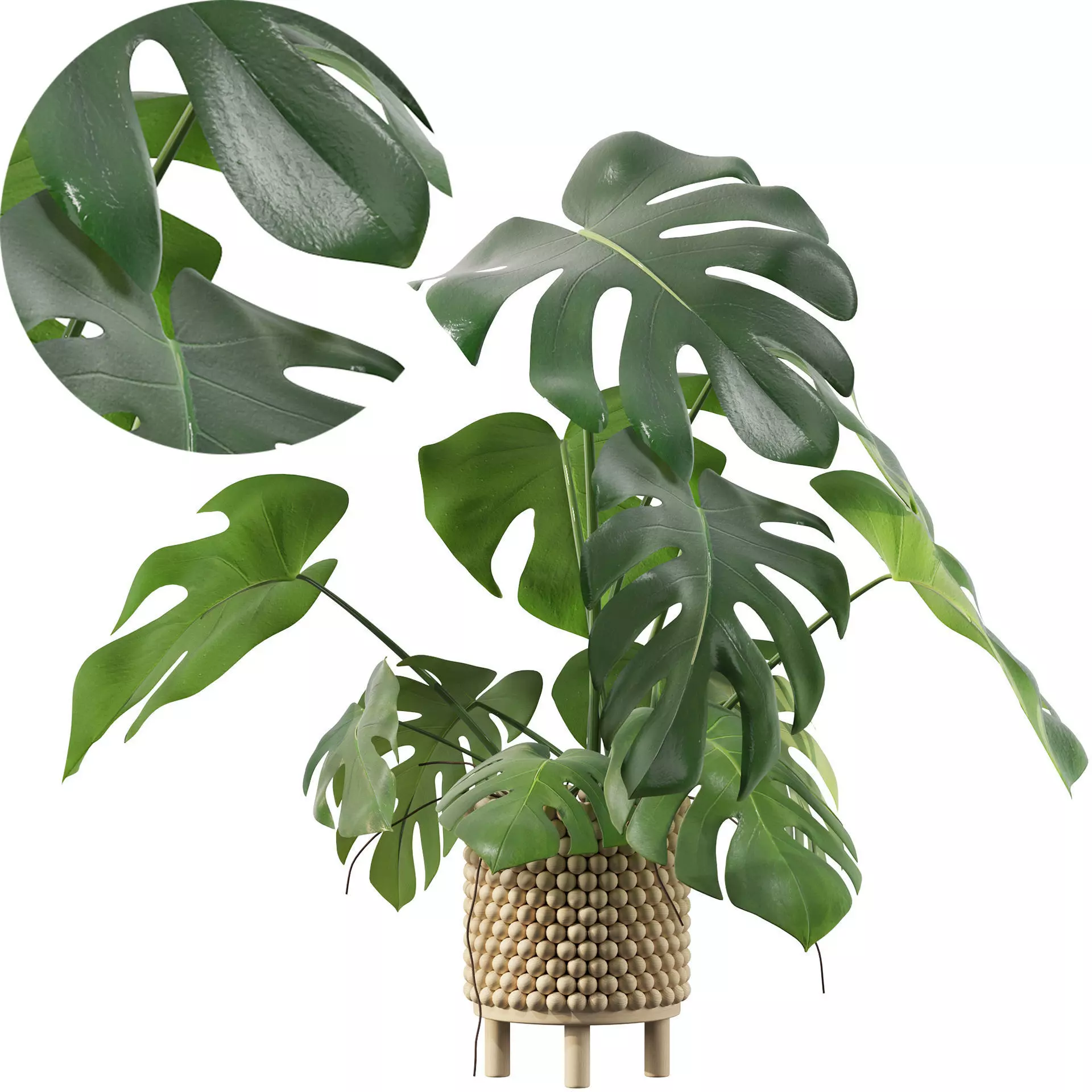 Monstera in beautiful wooden pot 3D model_0