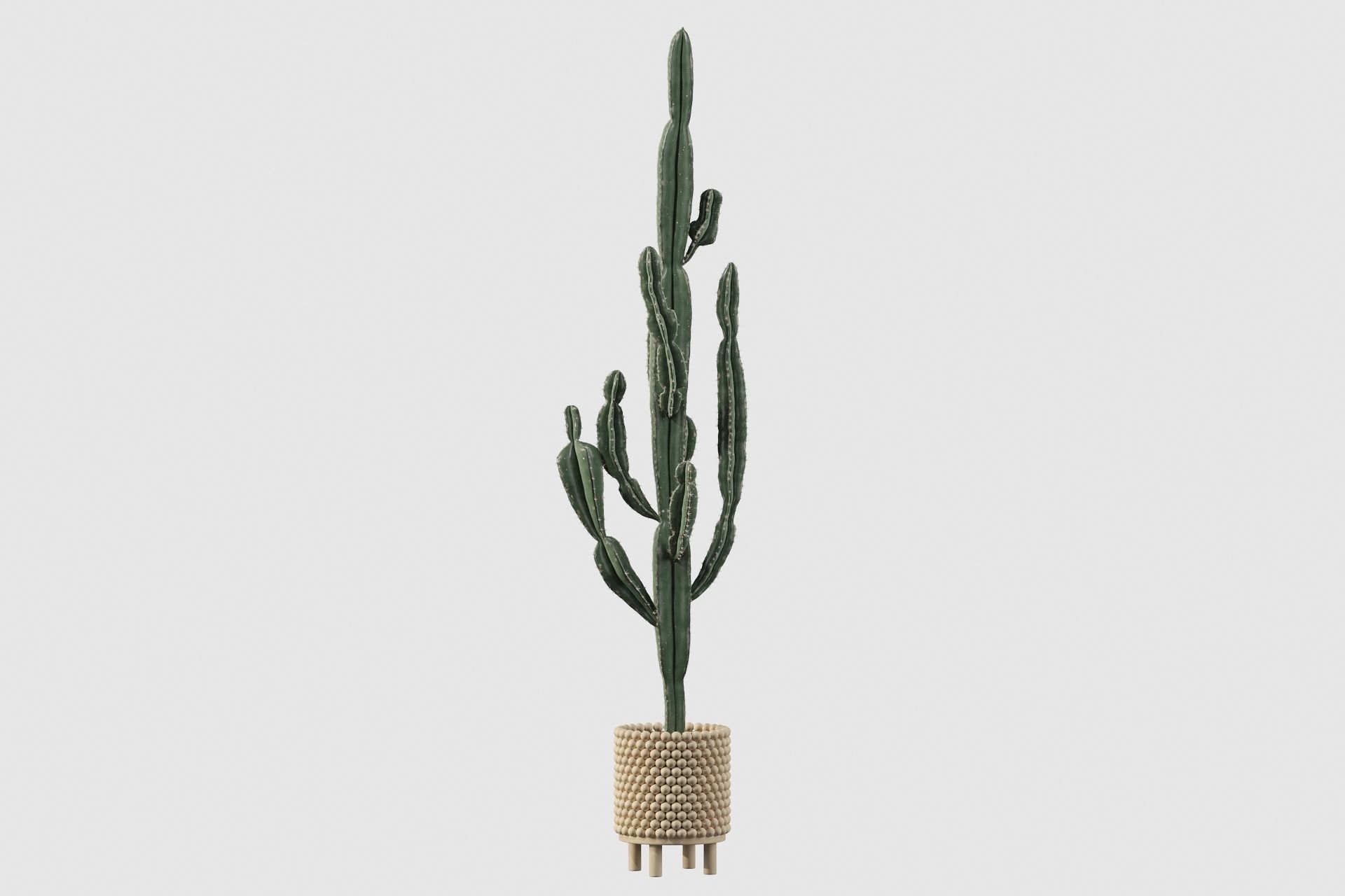 Euphorbia candelabrum indoor cactus 3D model_14