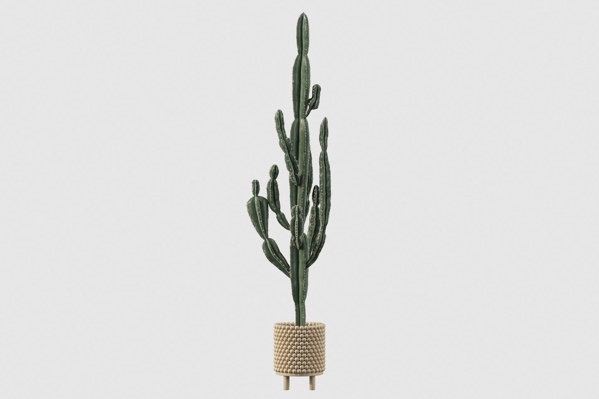 Euphorbia candelabrum indoor cactus 3D model_64