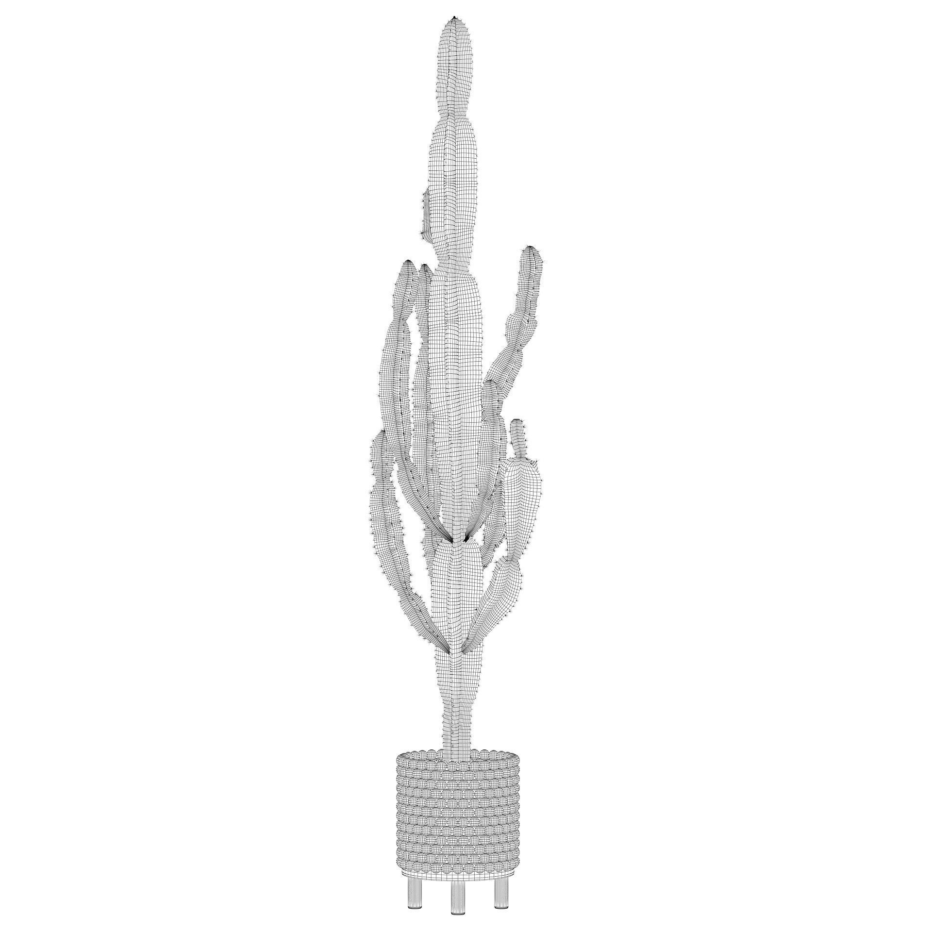 Euphorbia candelabrum indoor cactus 3D model_4