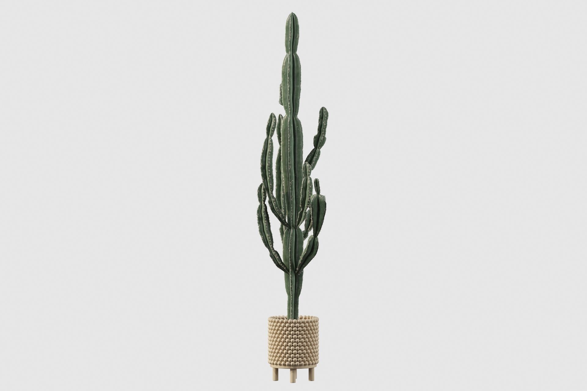 Euphorbia candelabrum indoor cactus 3D model_42