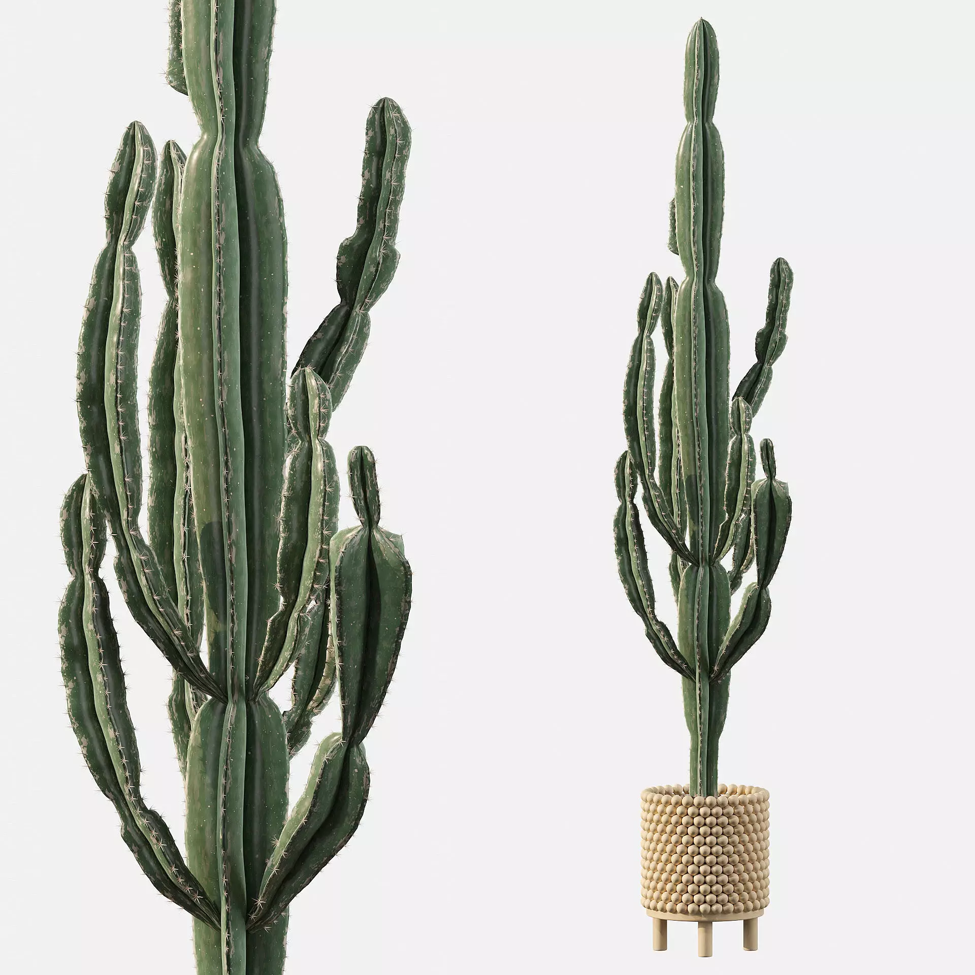 Euphorbia candelabrum indoor cactus 3D model_0