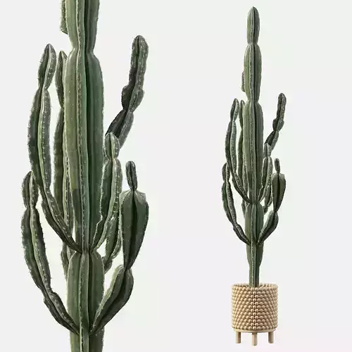Euphorbia candelabrum indoor cactus 3D model