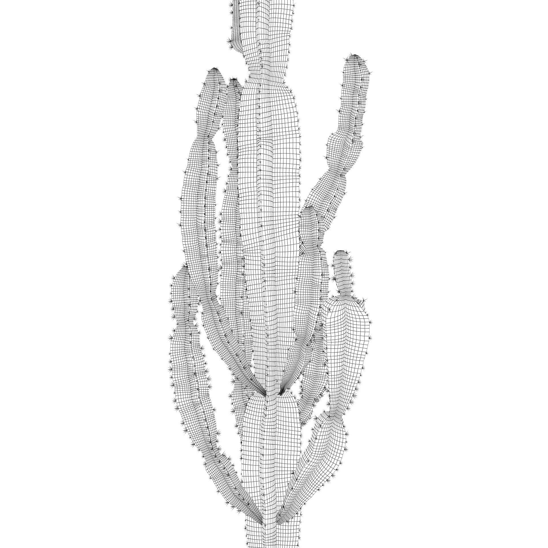 Euphorbia candelabrum indoor cactus 3D model_3