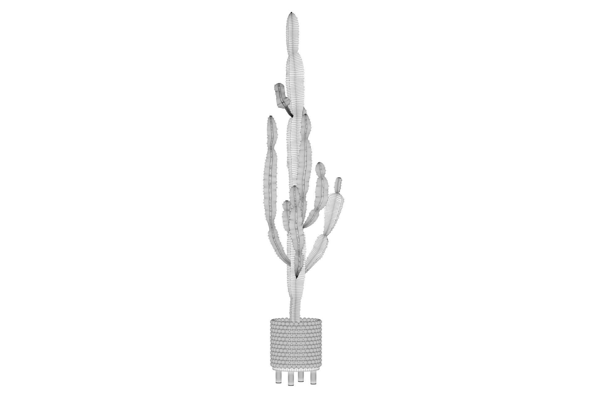 Euphorbia candelabrum indoor cactus 3D model_36