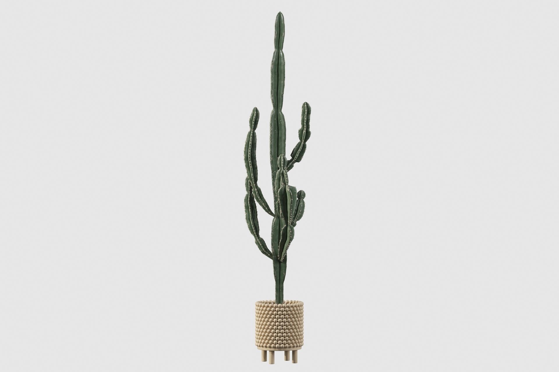 Euphorbia candelabrum indoor cactus 3D model_7